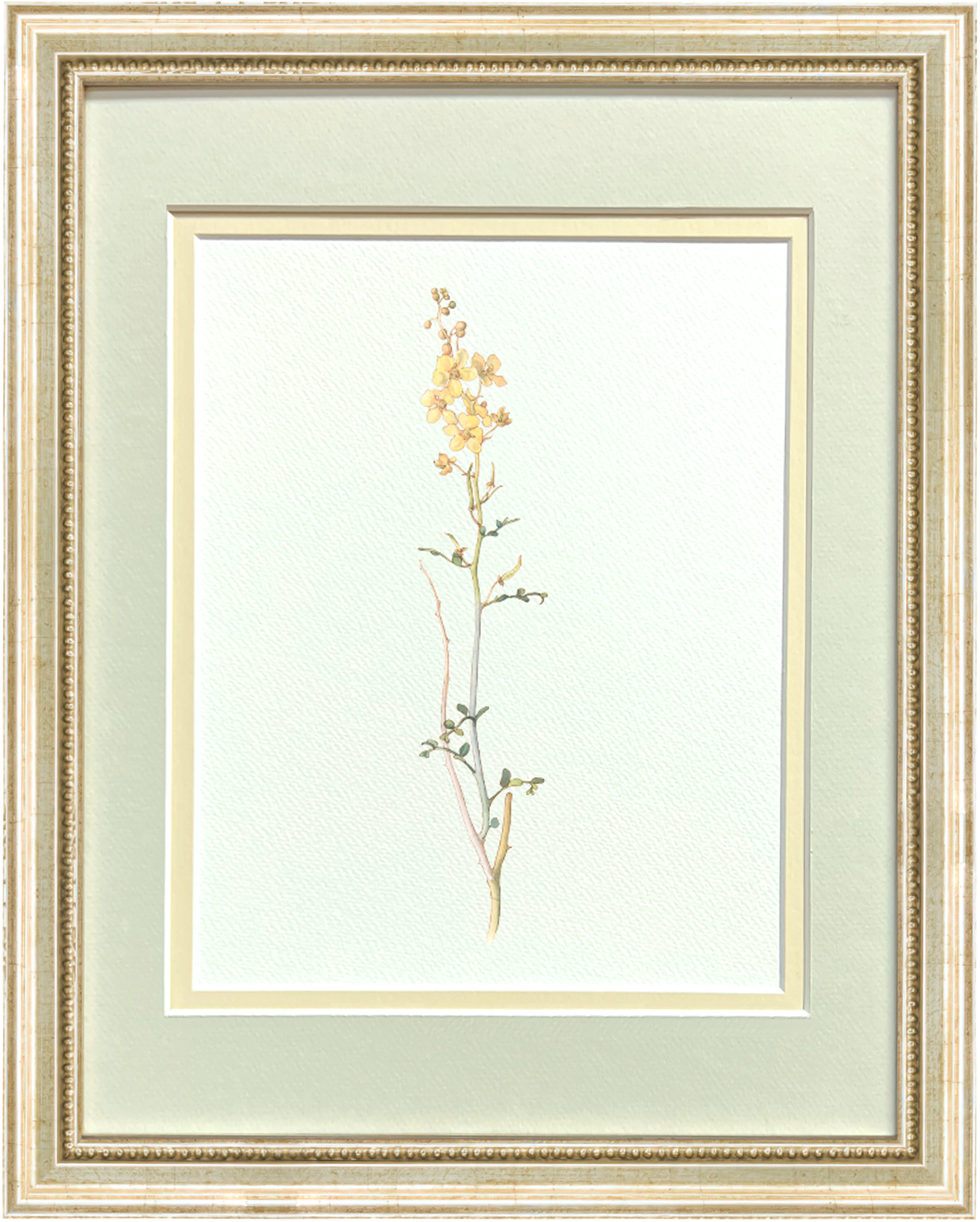 Watercolor Botanical Illustrations - Desert Senna