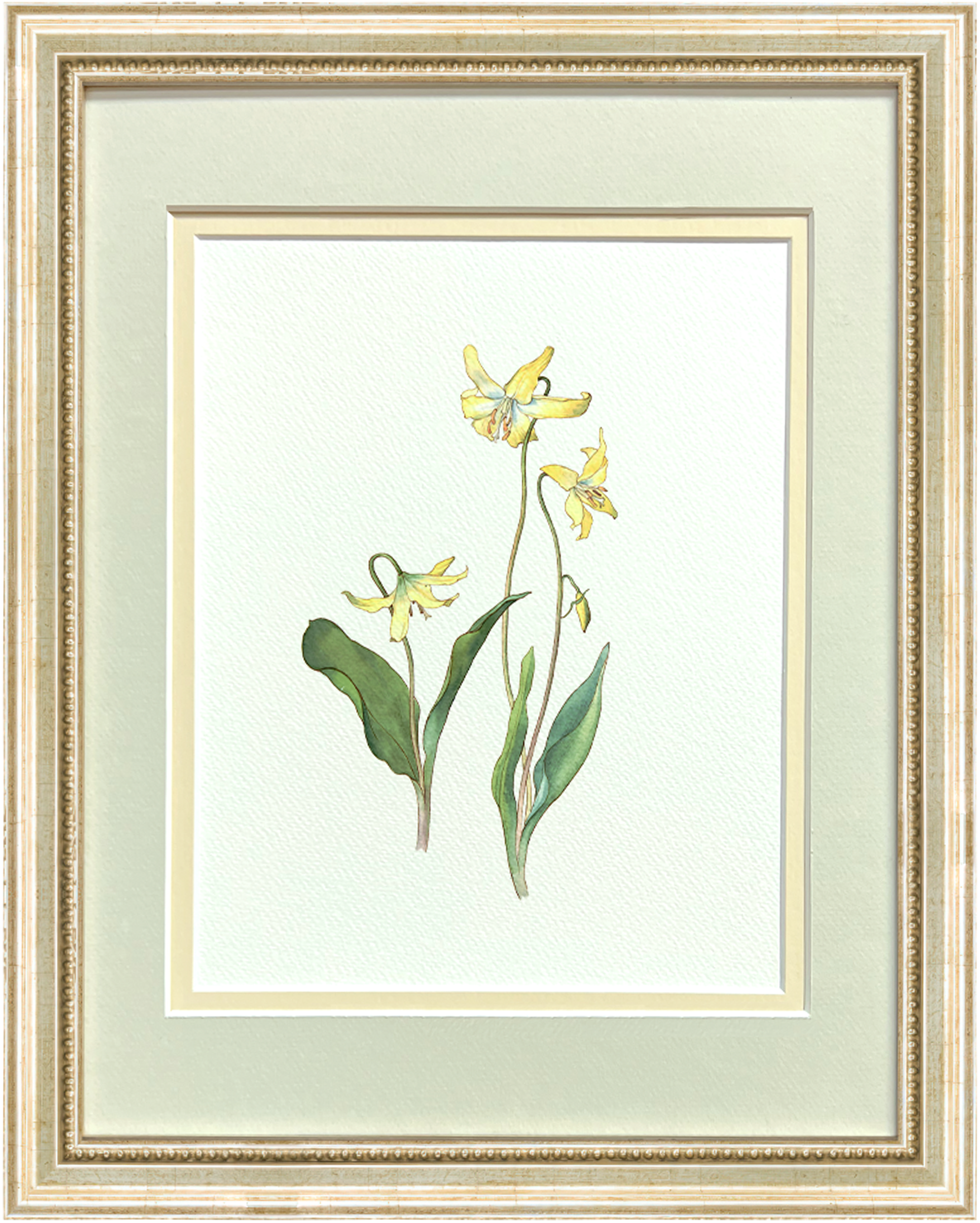 Watercolor Botanical Illustrations - Dogtooth Violet