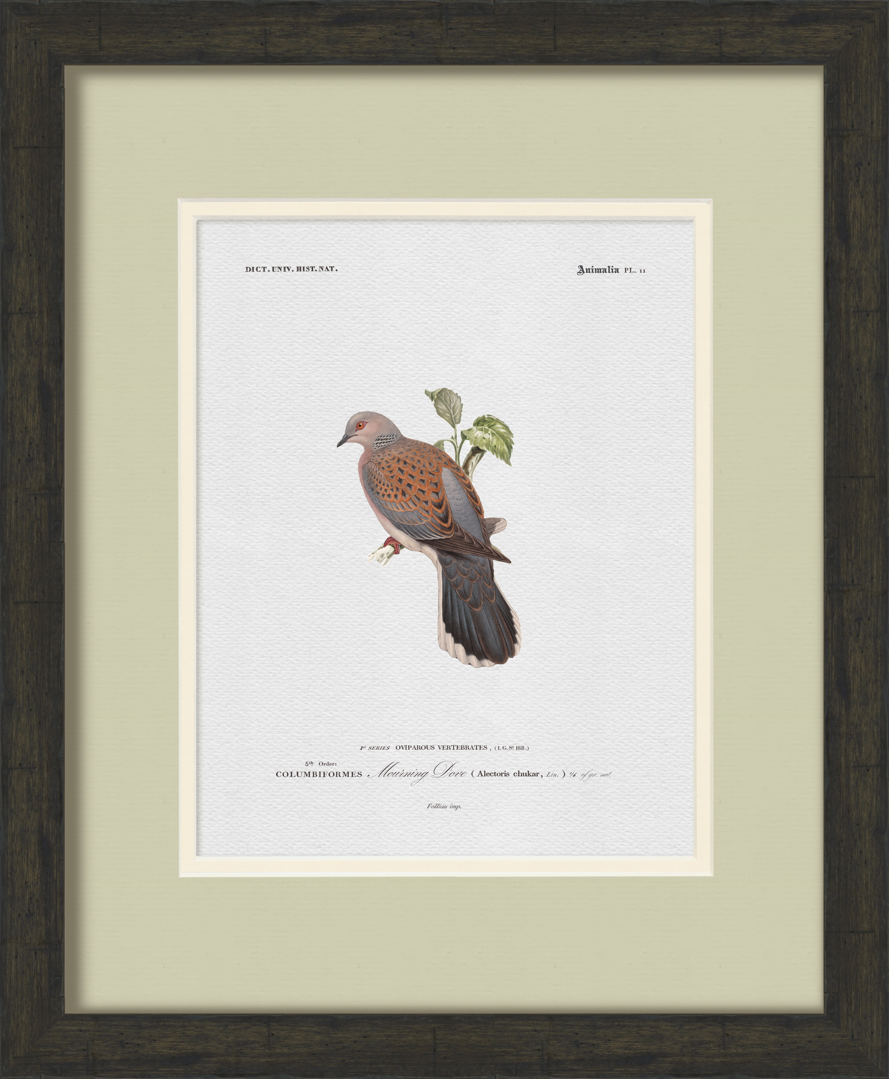 Vintage Game Bird Illustrations - Set of 6