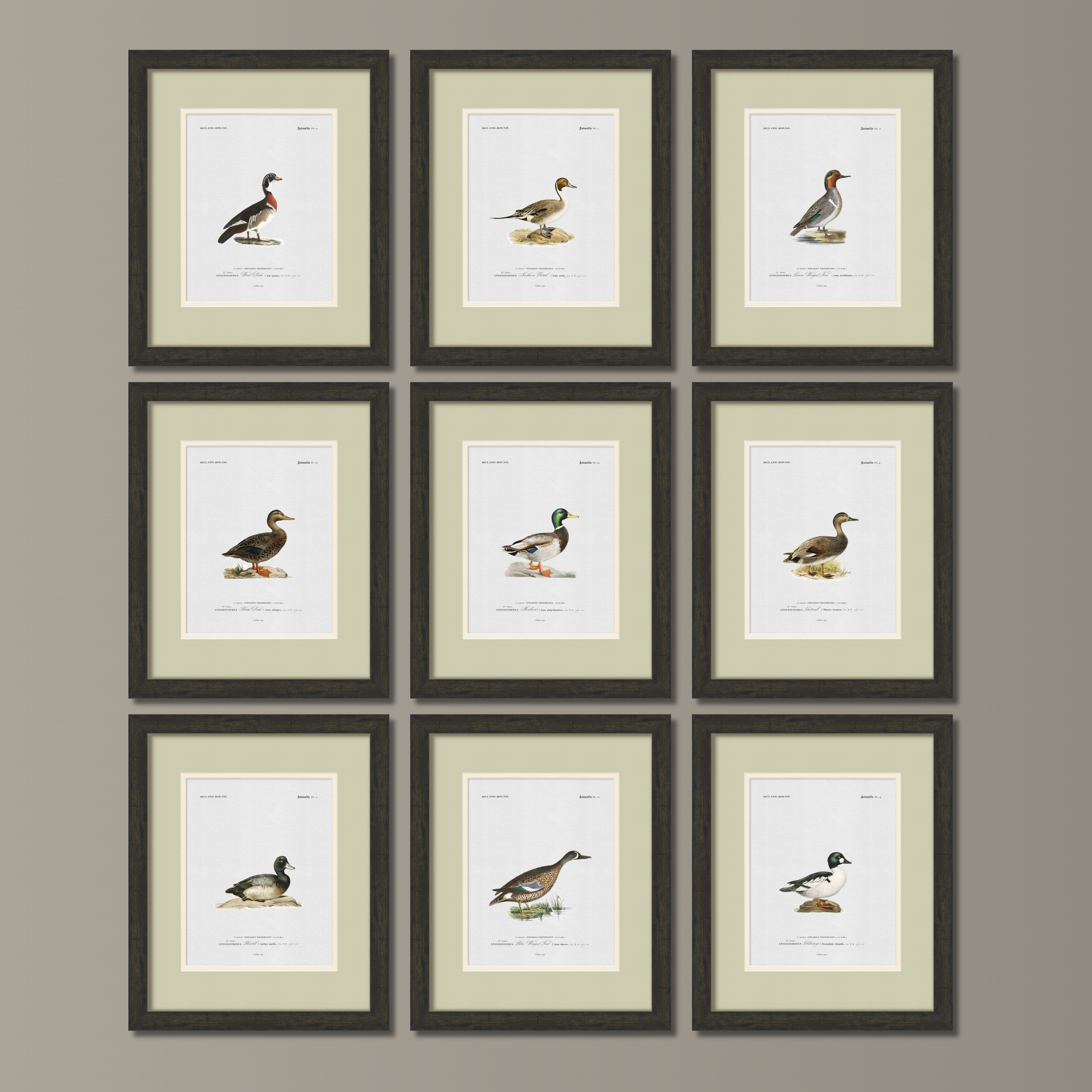 Vintage Duck Illustrations - Gadwall