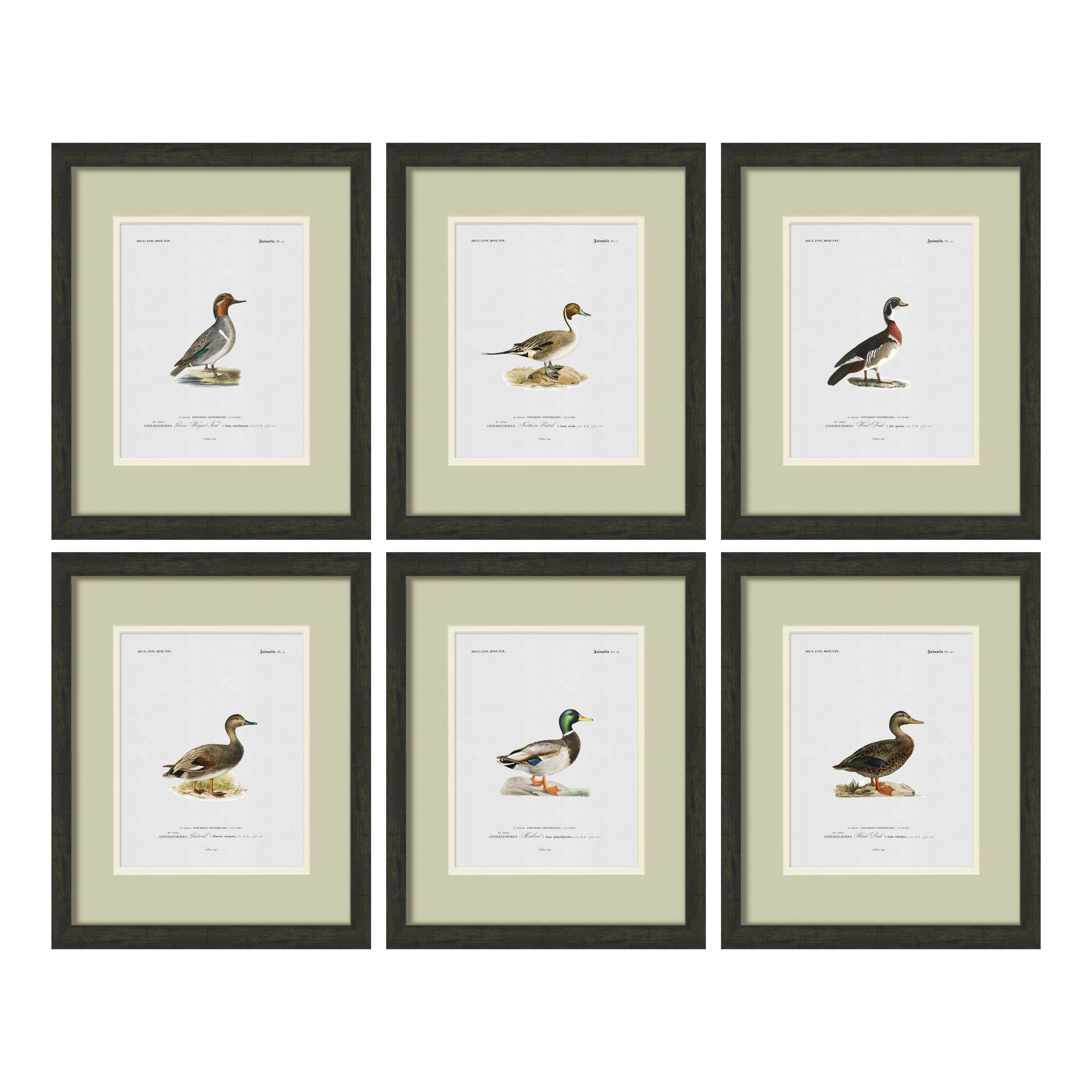 Vintage Duck Illustrations - Set of 6