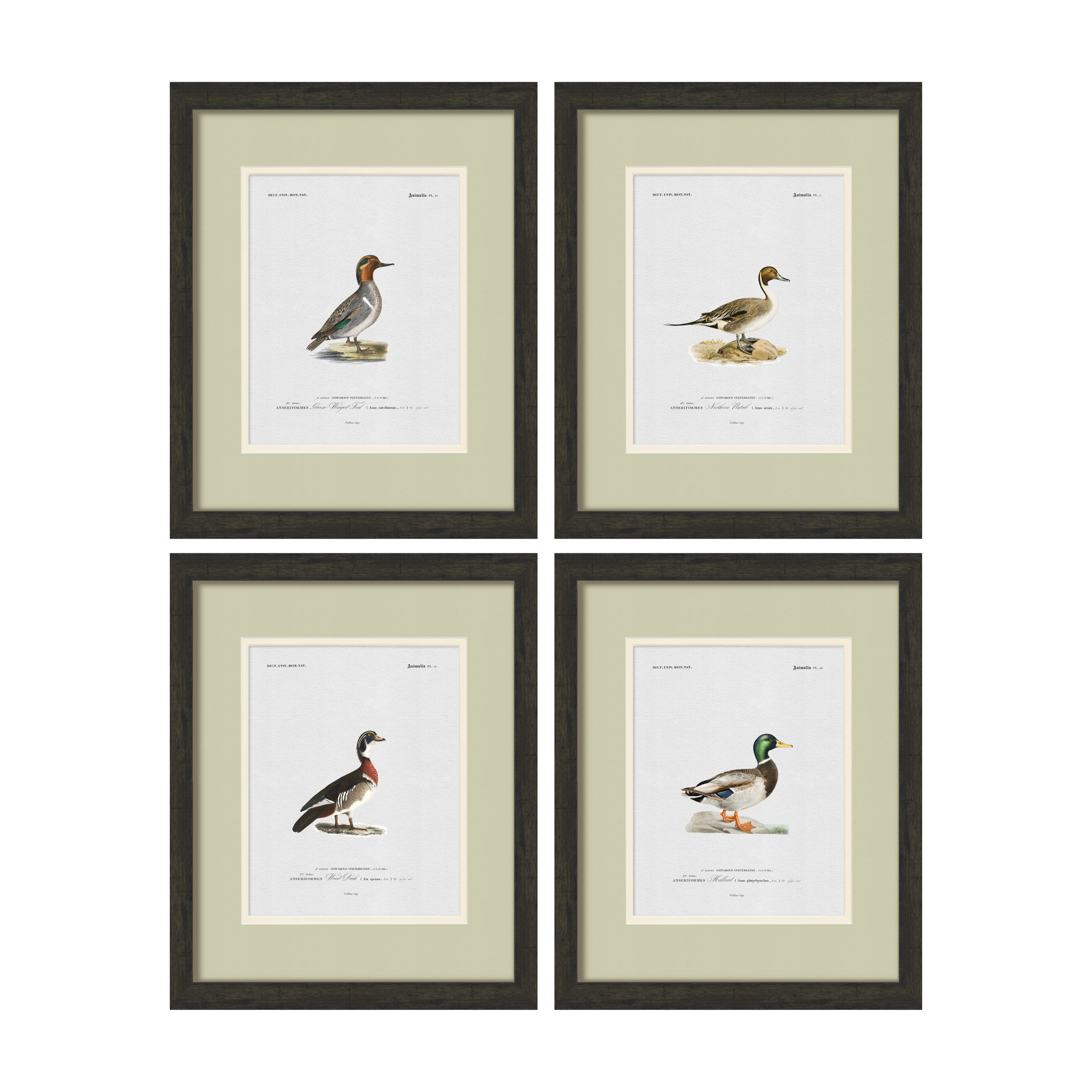 Vintage Duck Illustrations - Set of 4
