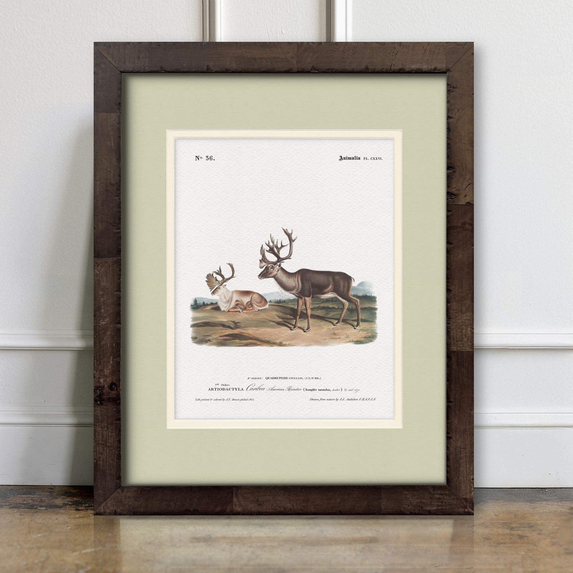 Big Game Illustrations - Caribou - room mockup