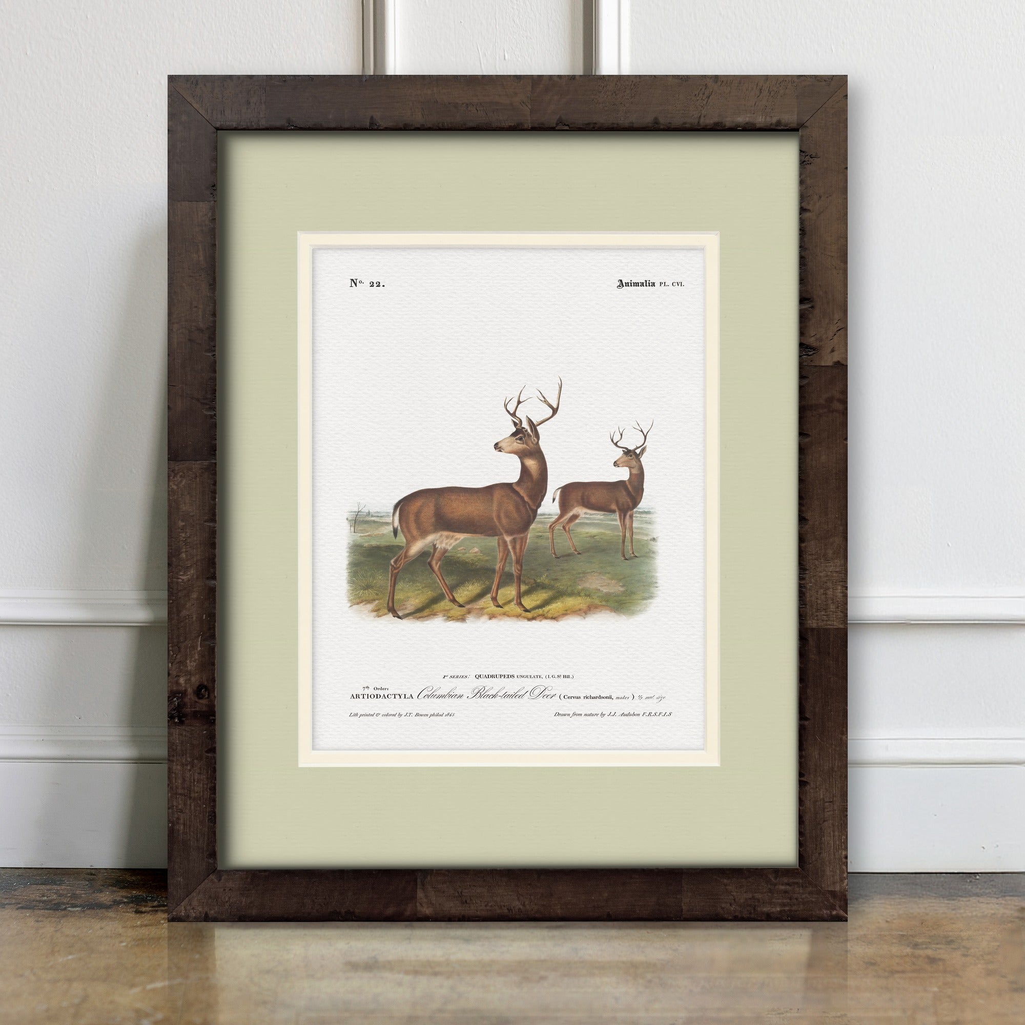 Big Game Illustrations - Columbian Black-Tailed Deer - room mockup