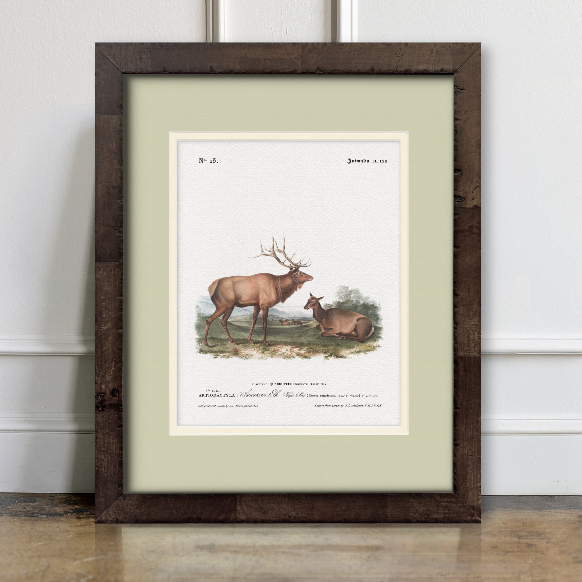 Big Game Illustrations - American Elk - room mockup
