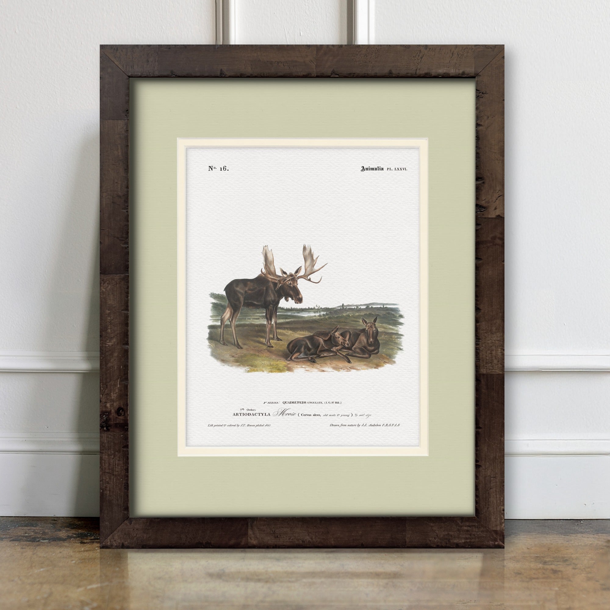 Big Game Illustrations - Moose - room mockup