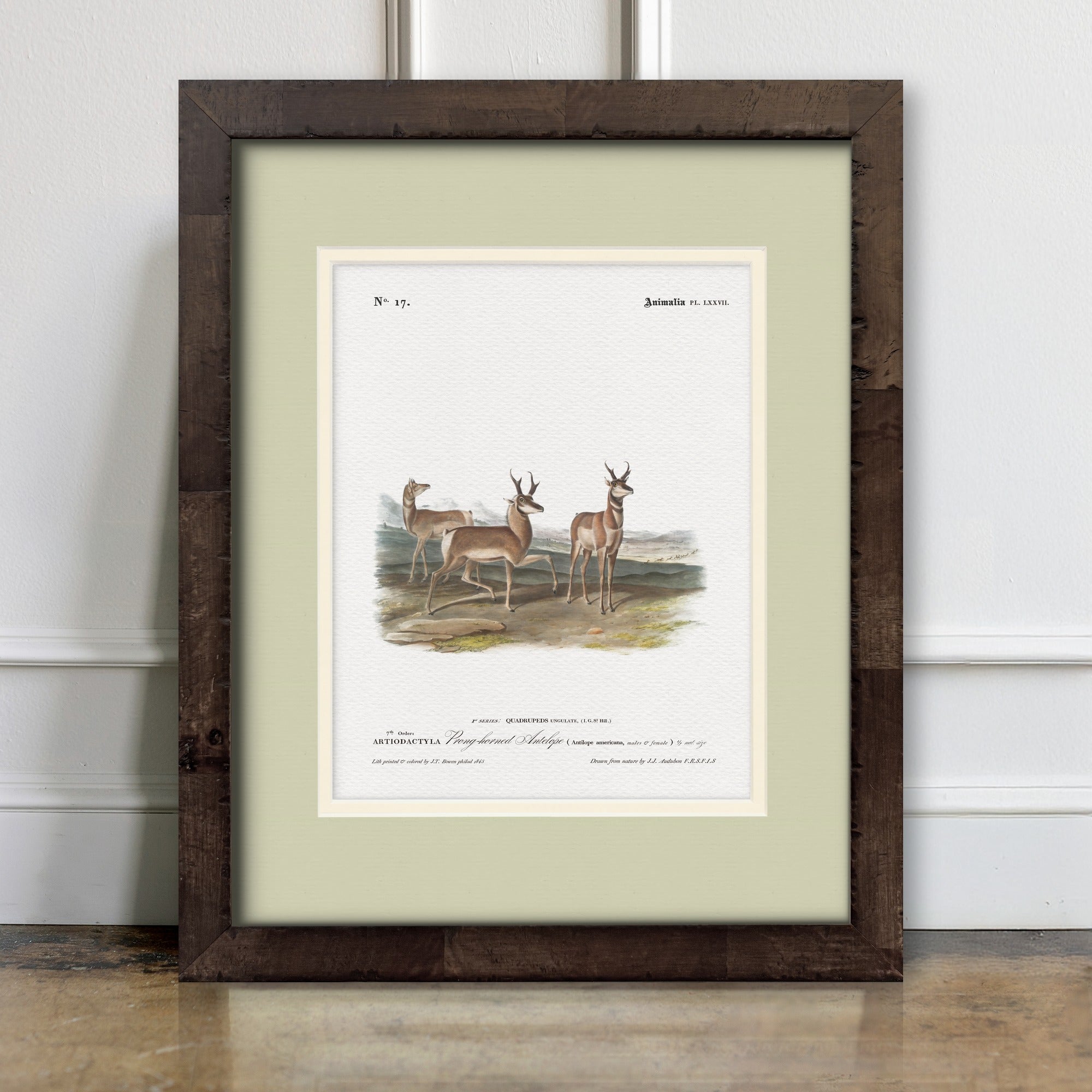 Big Game Illustrations - Prong-Horned Antelope - room mockup