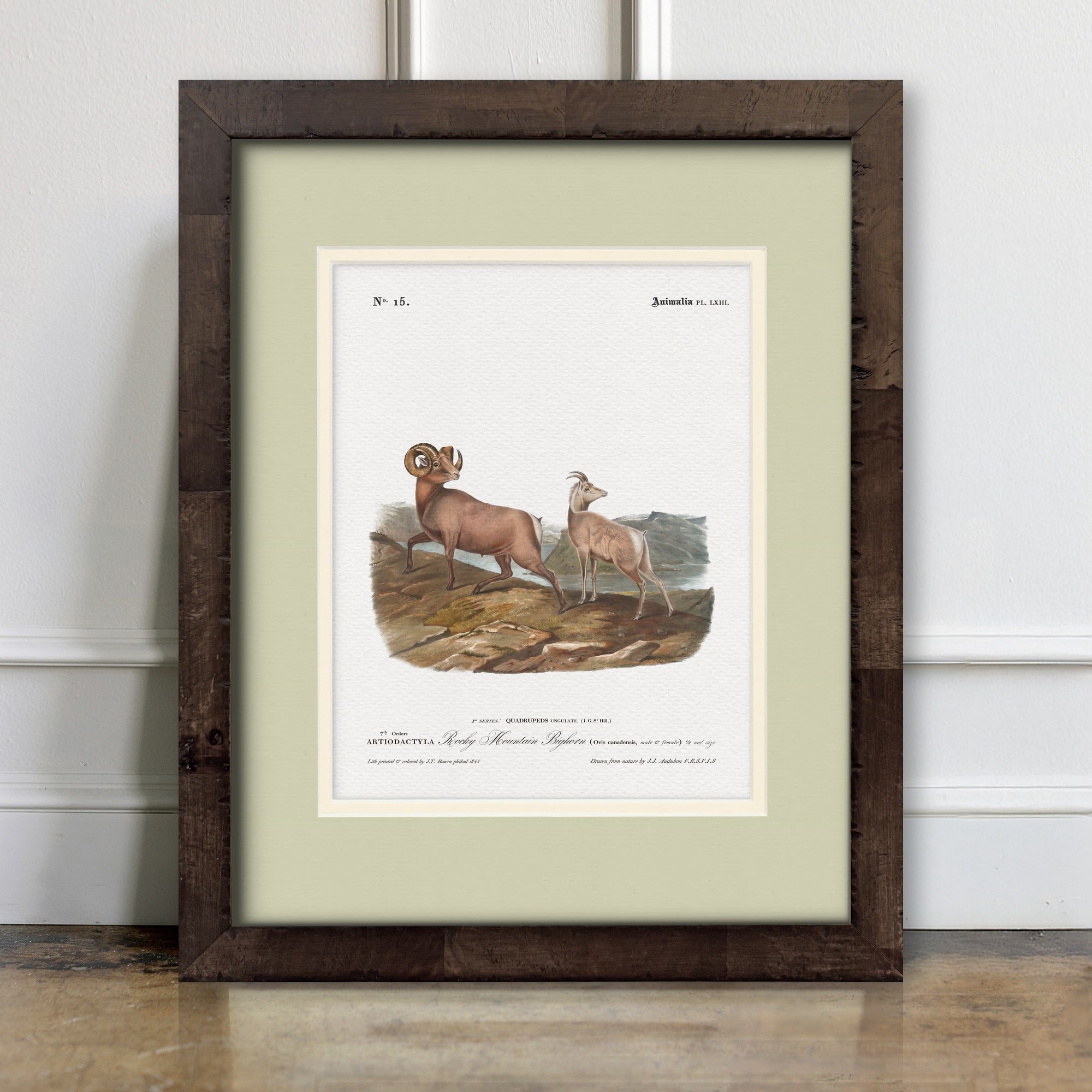 Big Game Illustrations - Rocky-Mountain Bighorn Sheep - room mockup