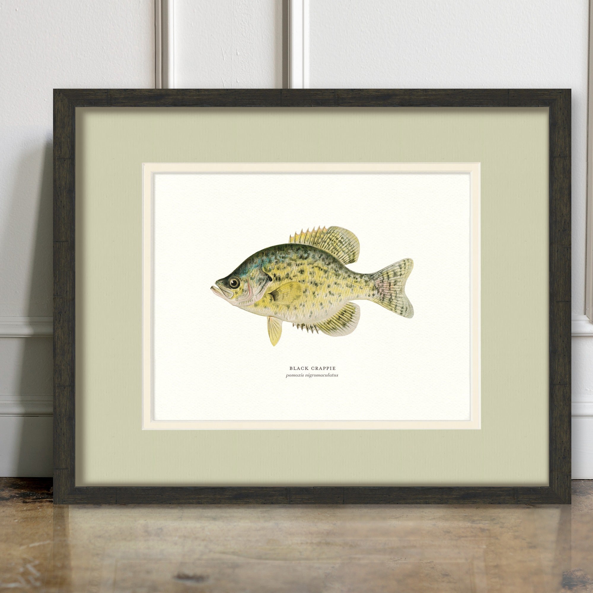 Freshwater Fish Illustrations - Black Crappie - room mockup