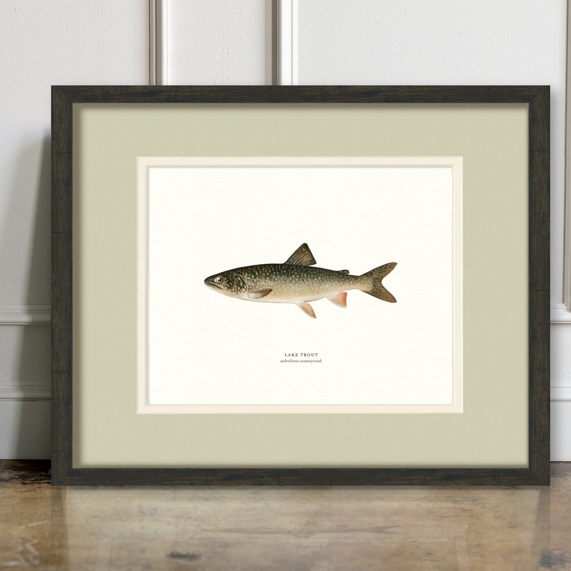 Freshwater Fish Illustrations - Lake Trout - room mockup