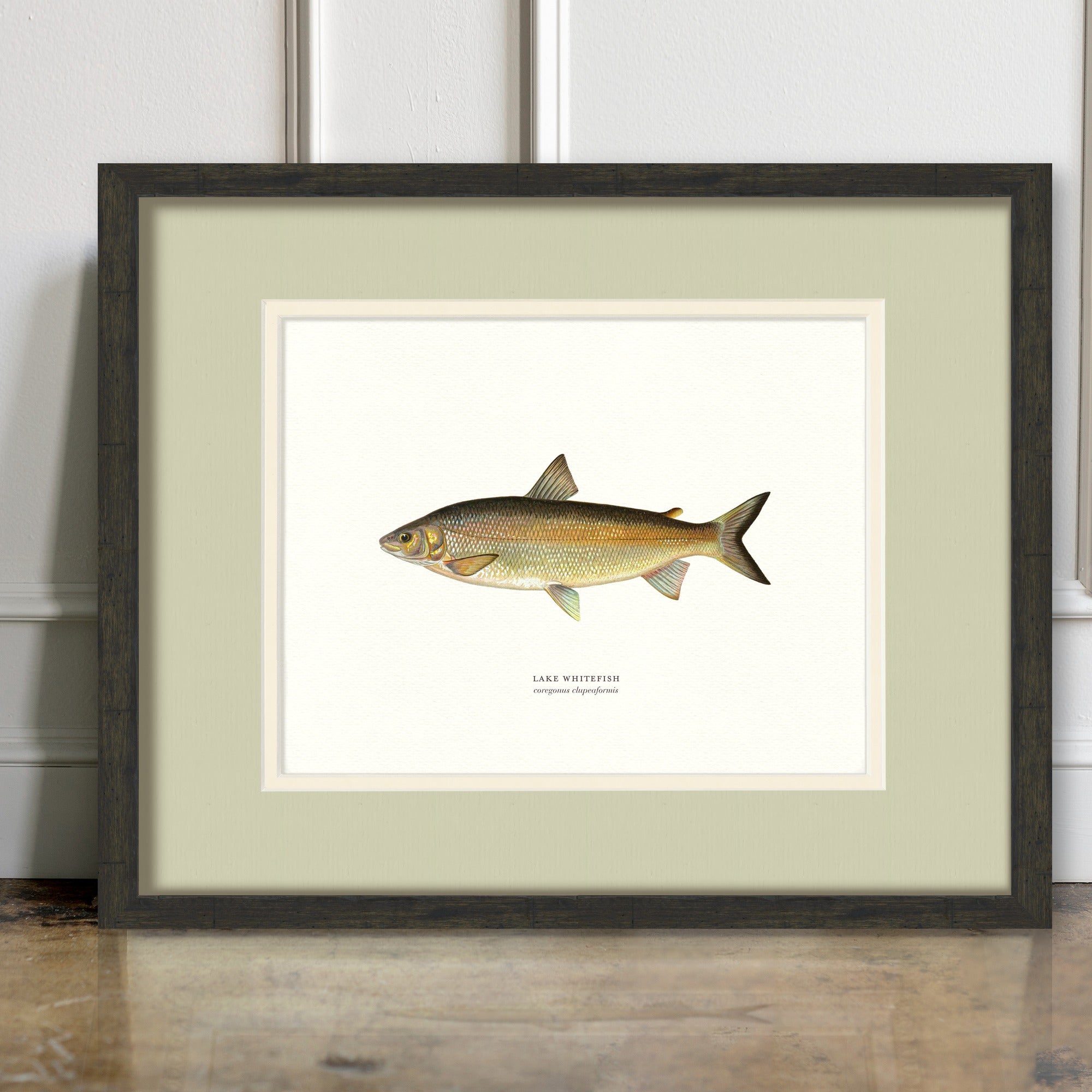 Freshwater Fish Illustrations - Lake Whitefish - room mockup