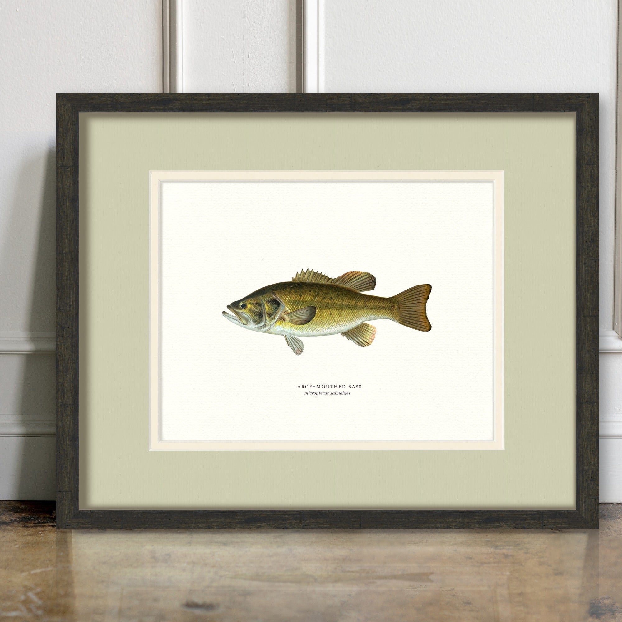 Freshwater Fish Illustrations - Large-Mouthed Bass - room mockup