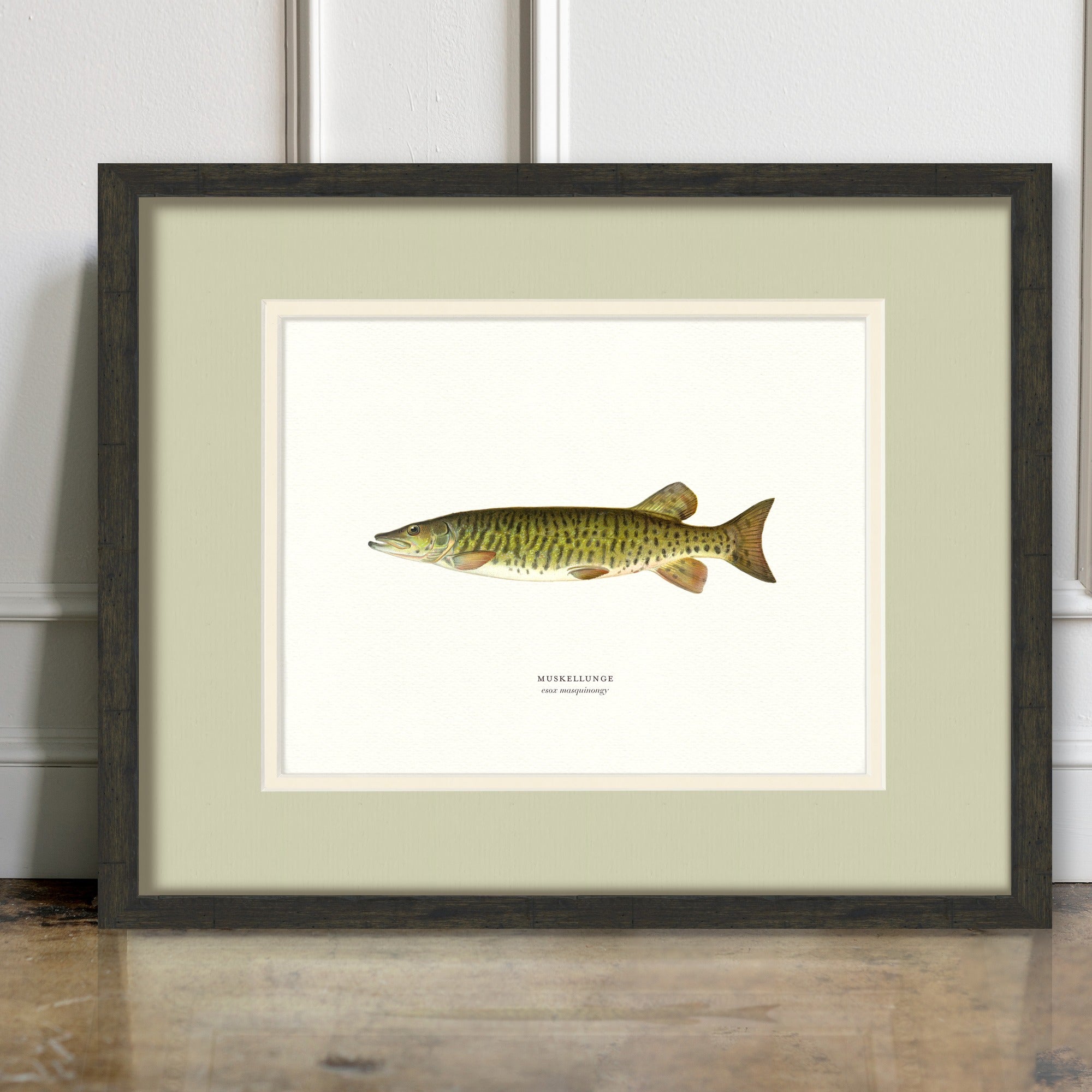 Freshwater Fish Illustrations - Muskellunge - room mockup