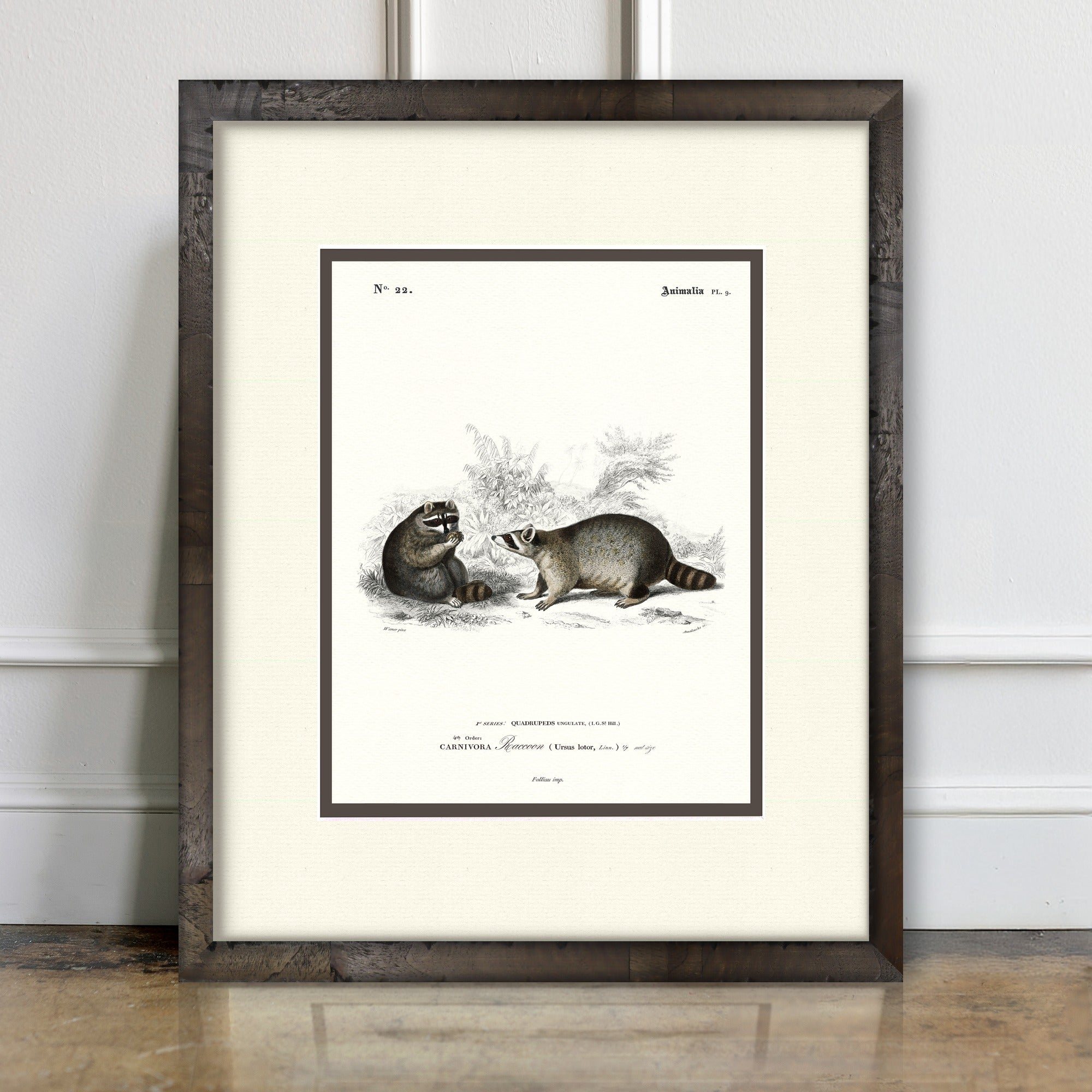 Woodland Illustrations - Raccoons - room mockup