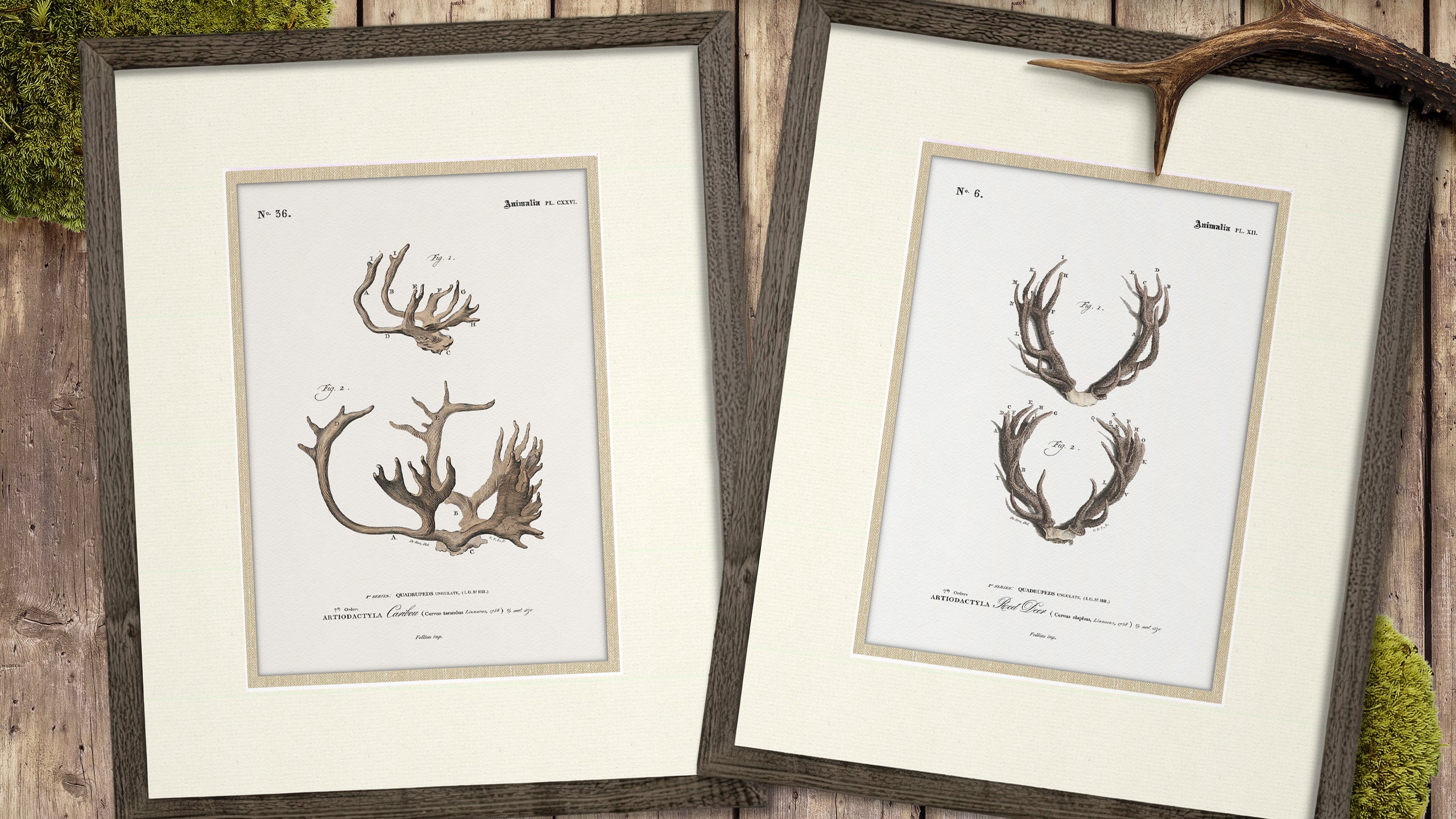 Vintage Antler Illustrations - Caribou