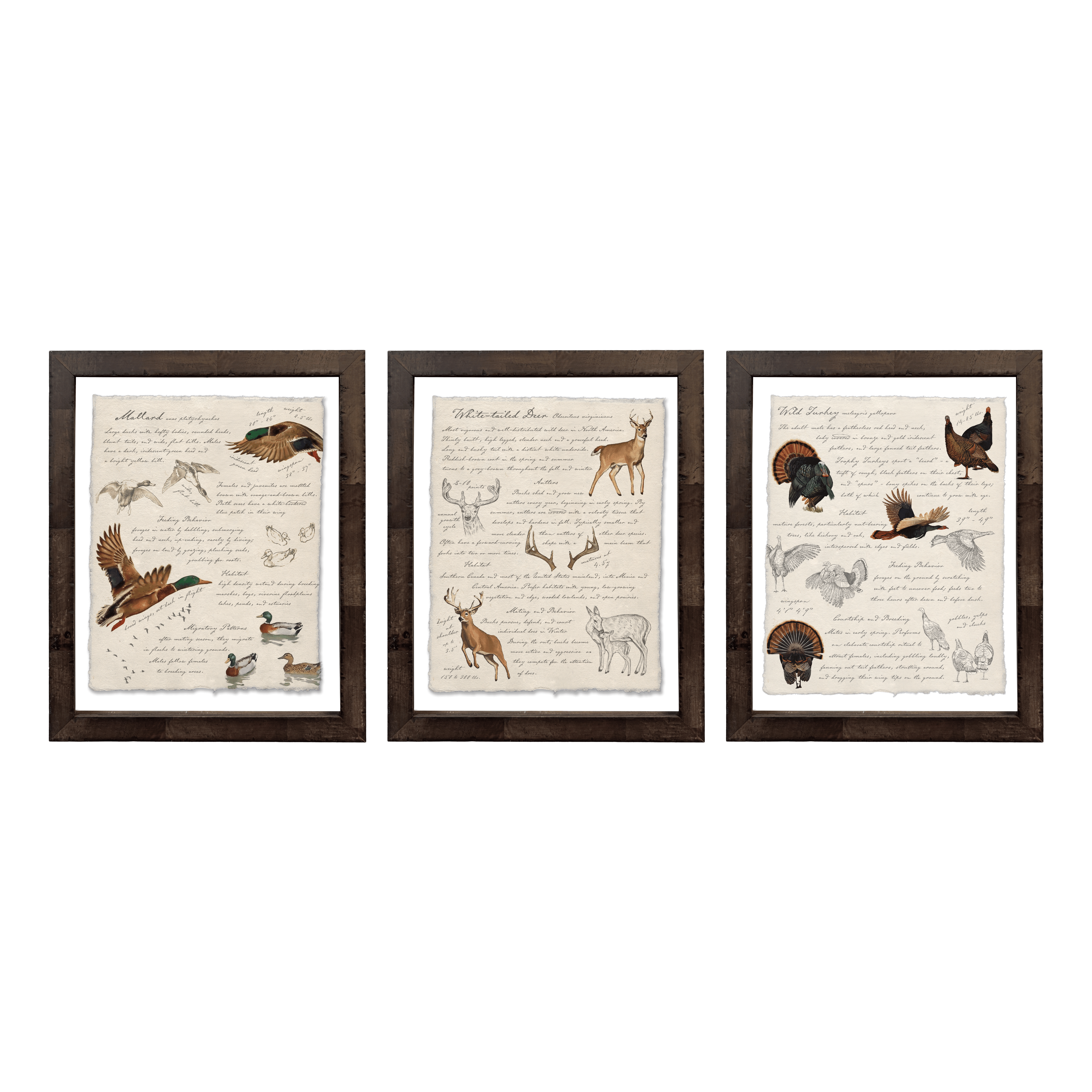 Hunting Field Guides - Curated Set of 3