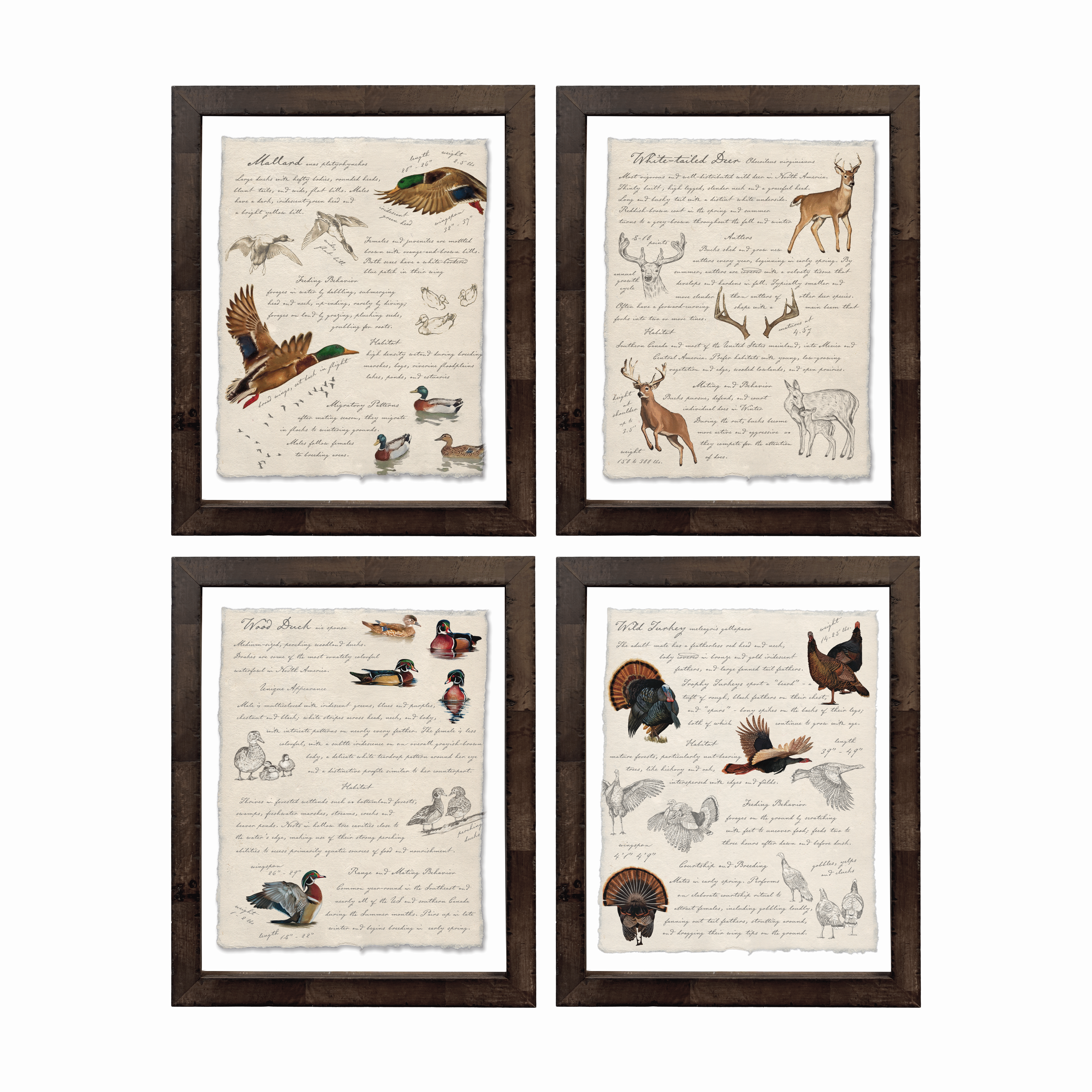 Hunting Field Guides - Curated Set of 4