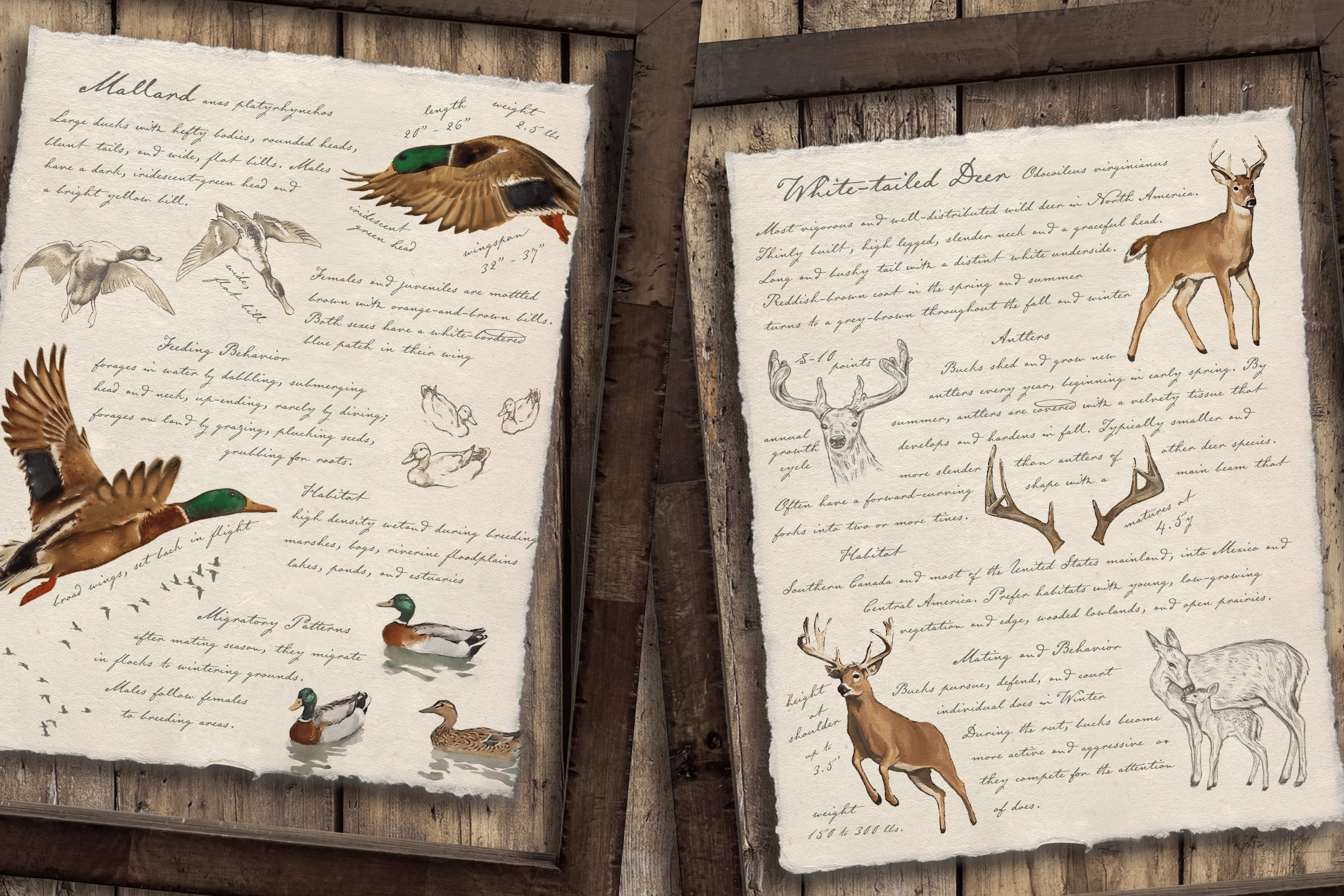 Hunting Field Guides - White-Tailed Deer