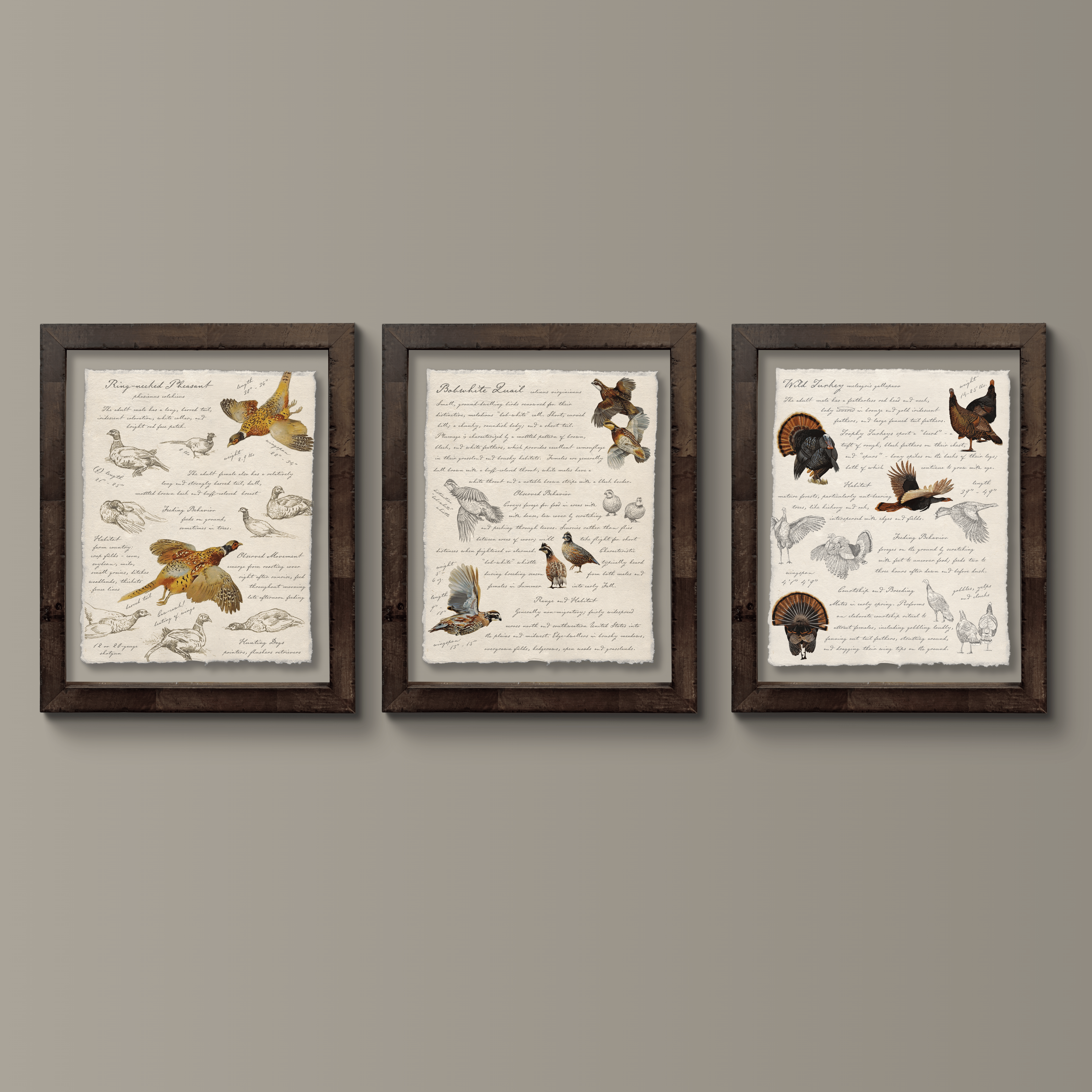Hunting Field Guides - Bobwhite Quail