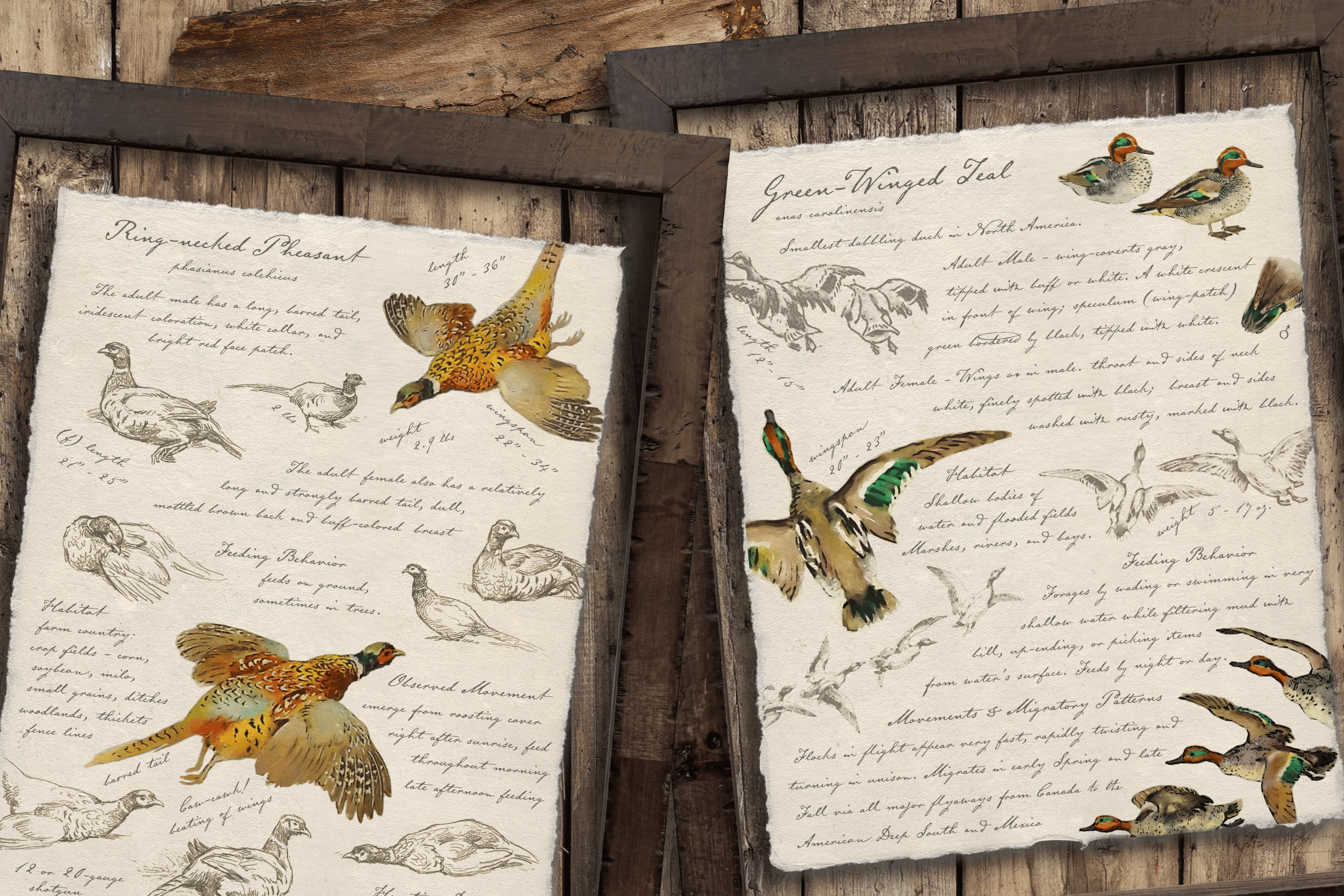 Hunting Field Guides - Full Set of 8