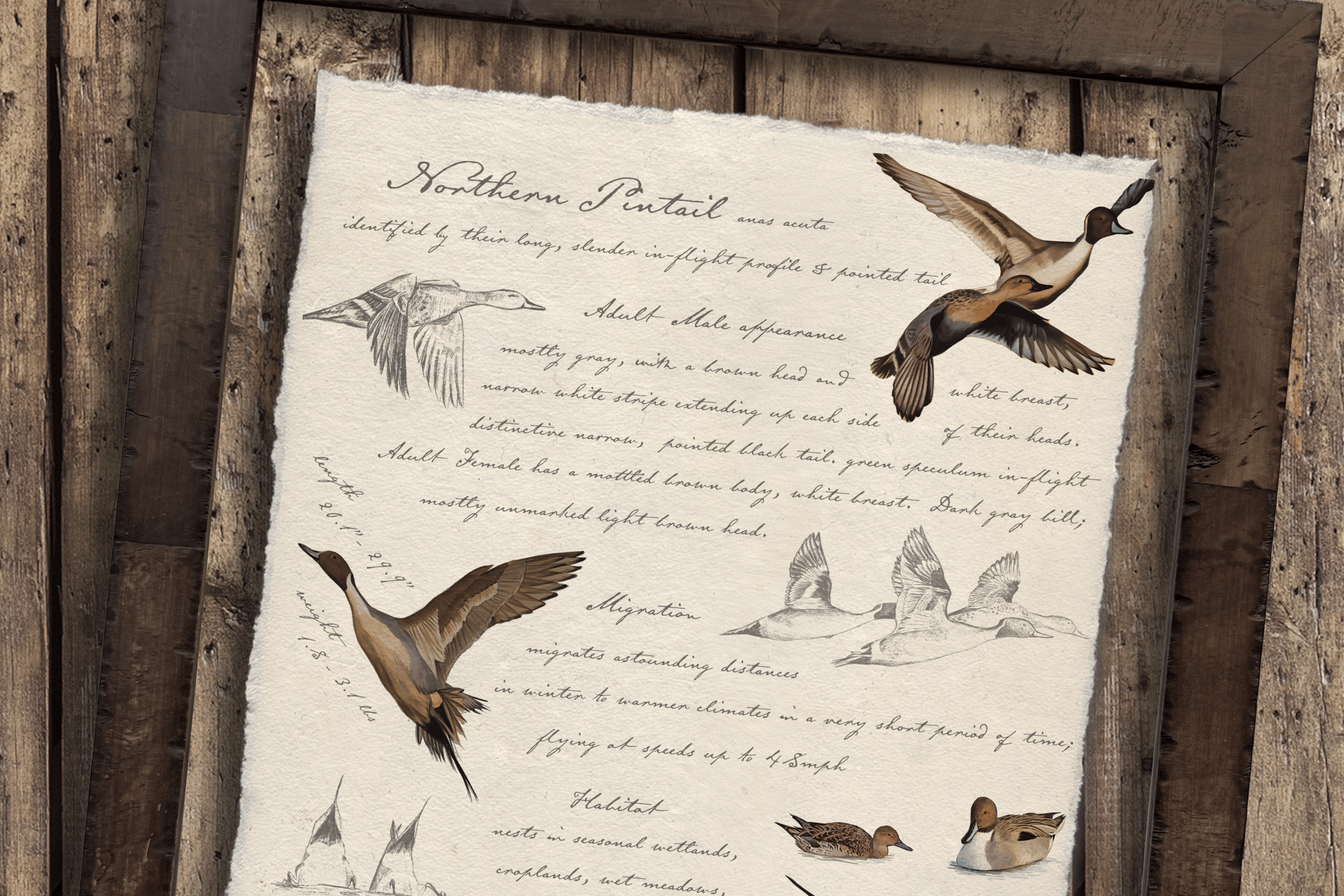 Hunting Field Guides - Northern Pintail