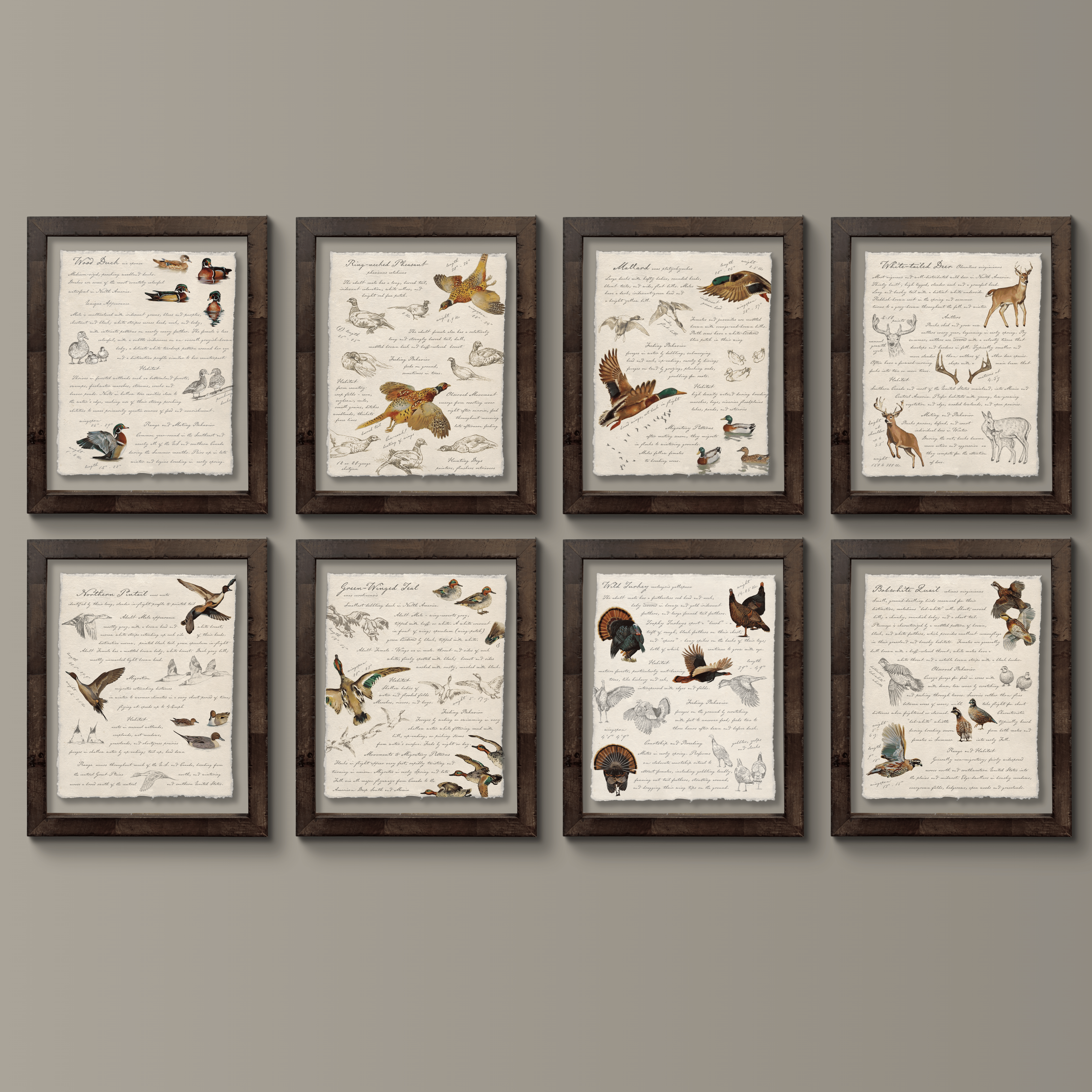 Hunting Field Guides - Full Set of 8