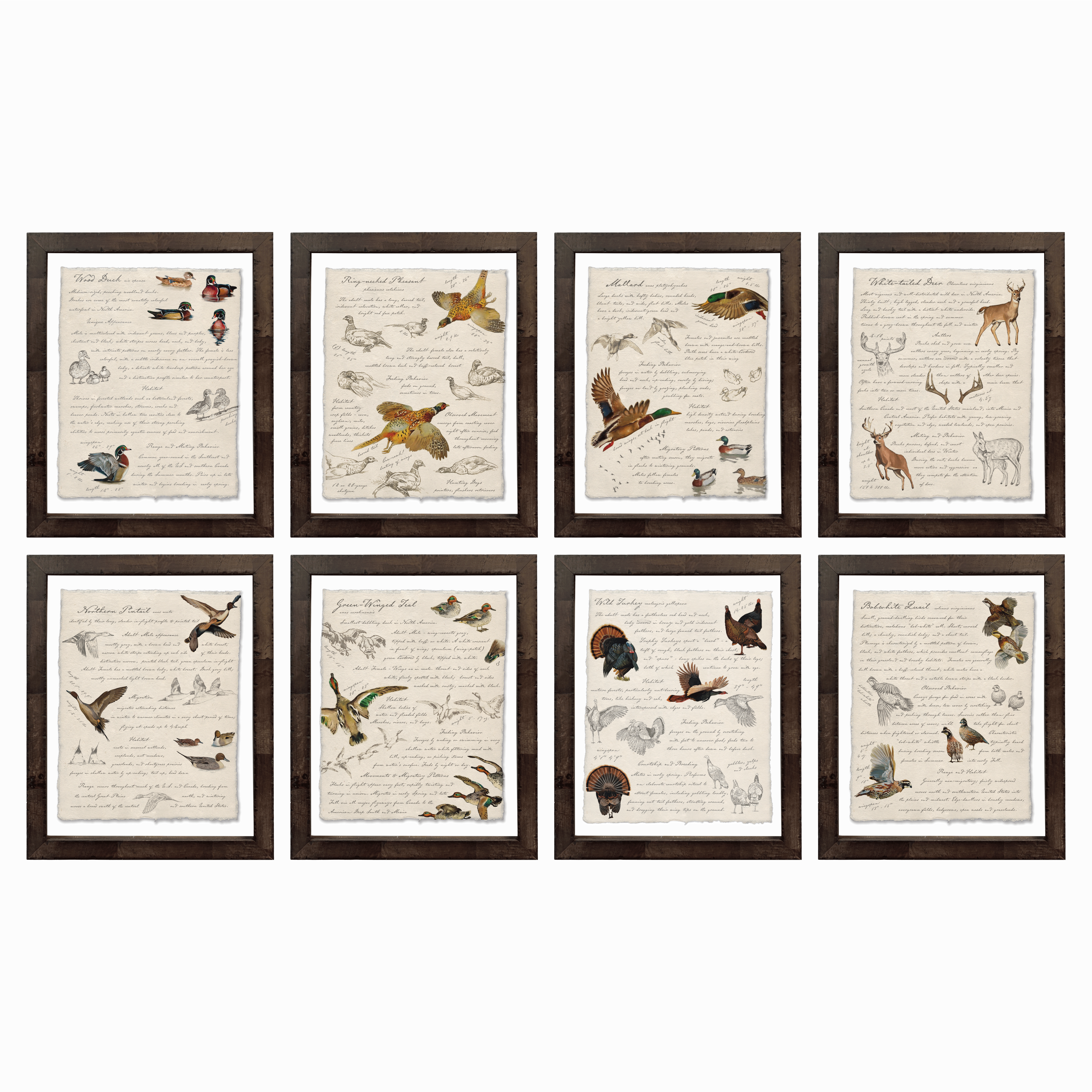 Hunting Field Guides - Full Set of 8