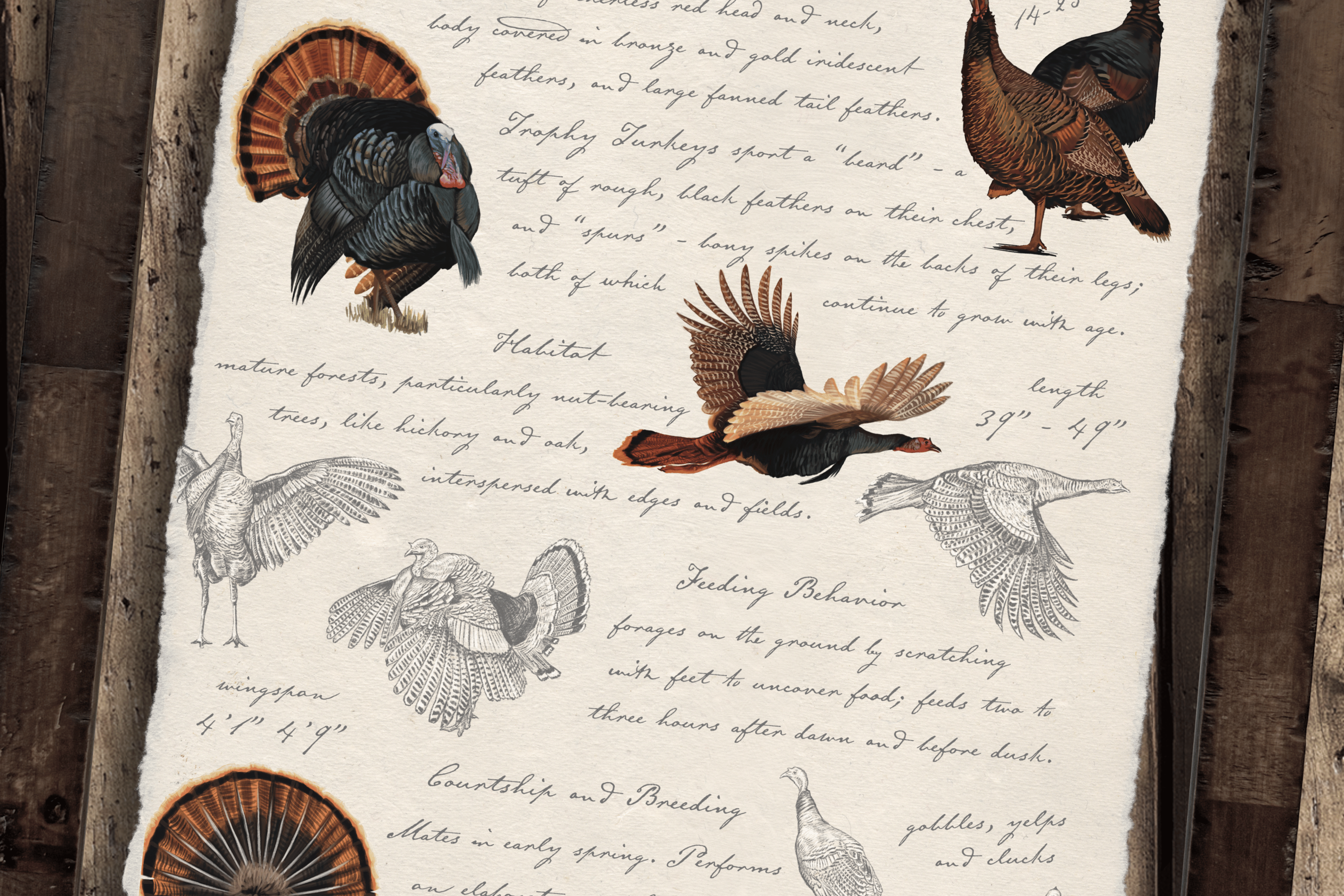 Hunting Field Guides - Curated Set of 3