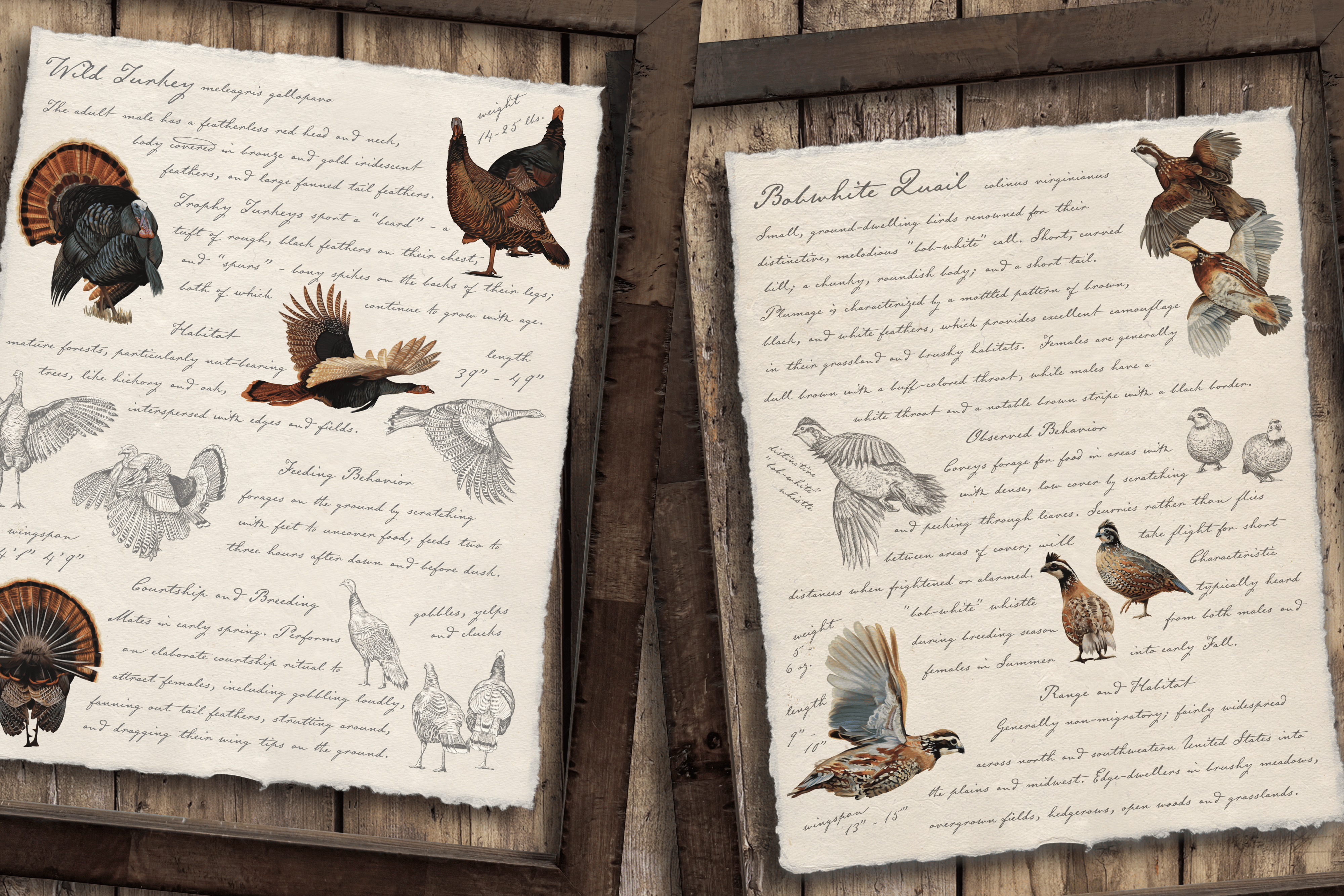 Hunting Field Guides - Full Set of 8