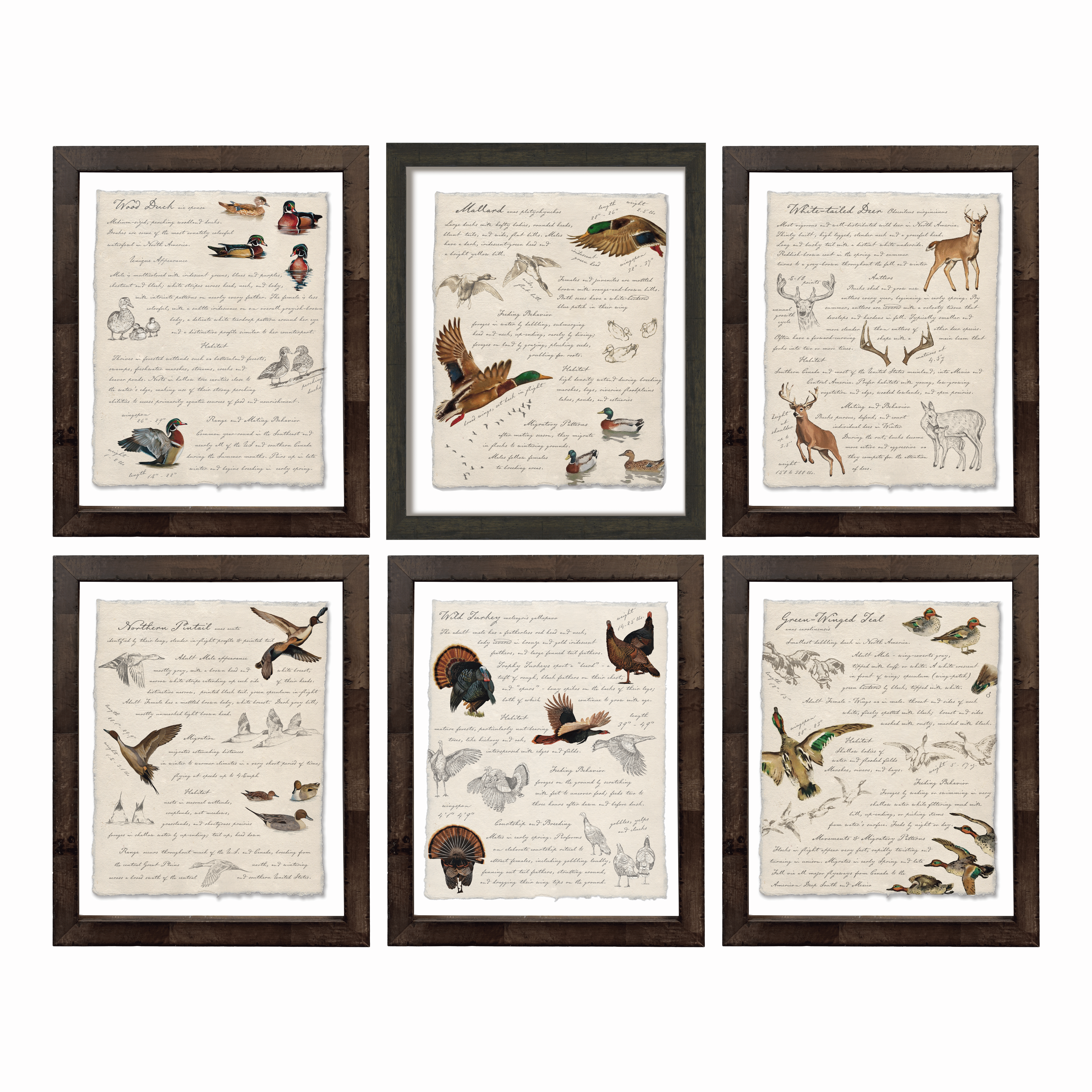 Hunting Field Guides - Curated Set of 6