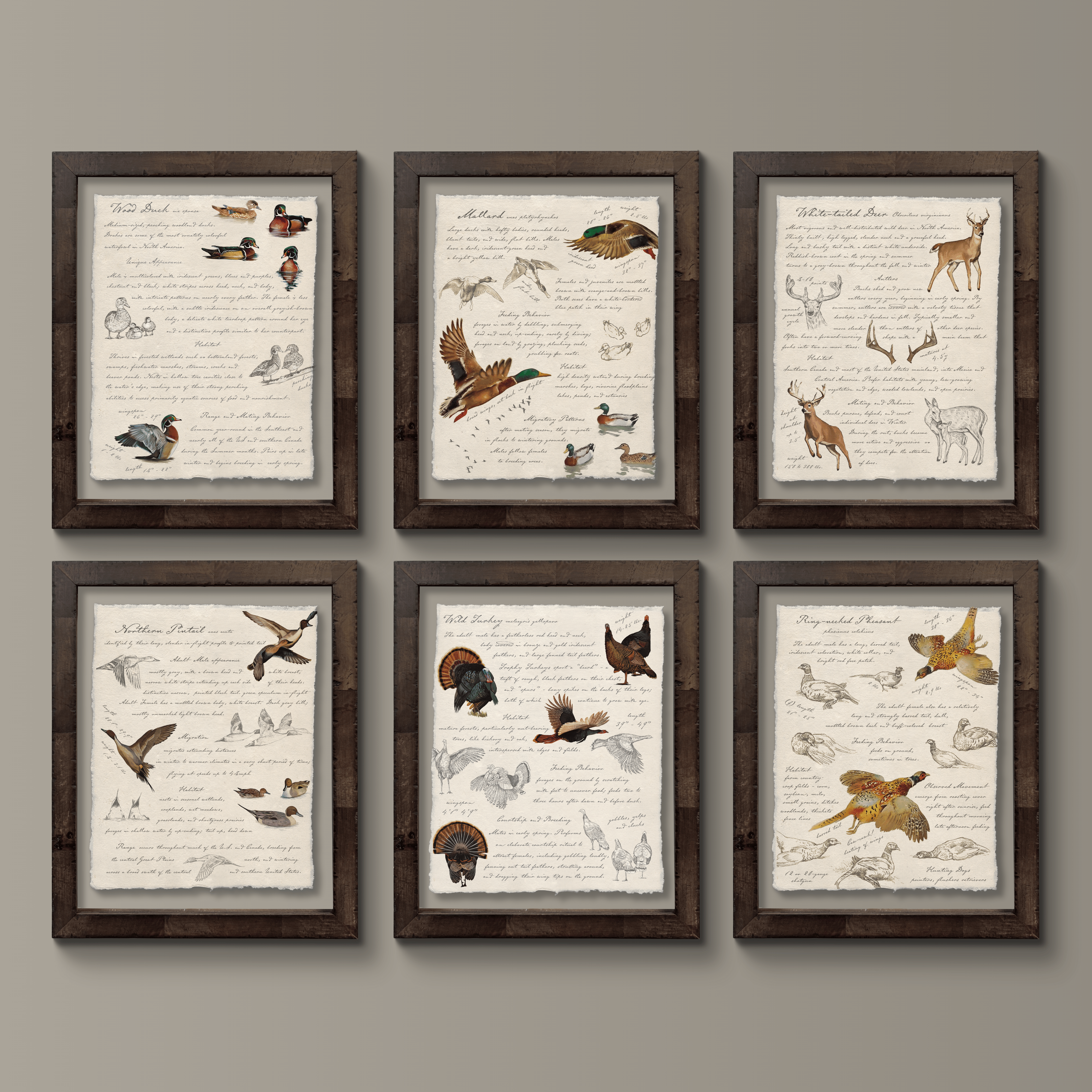 Hunting Field Guides - Wood Duck