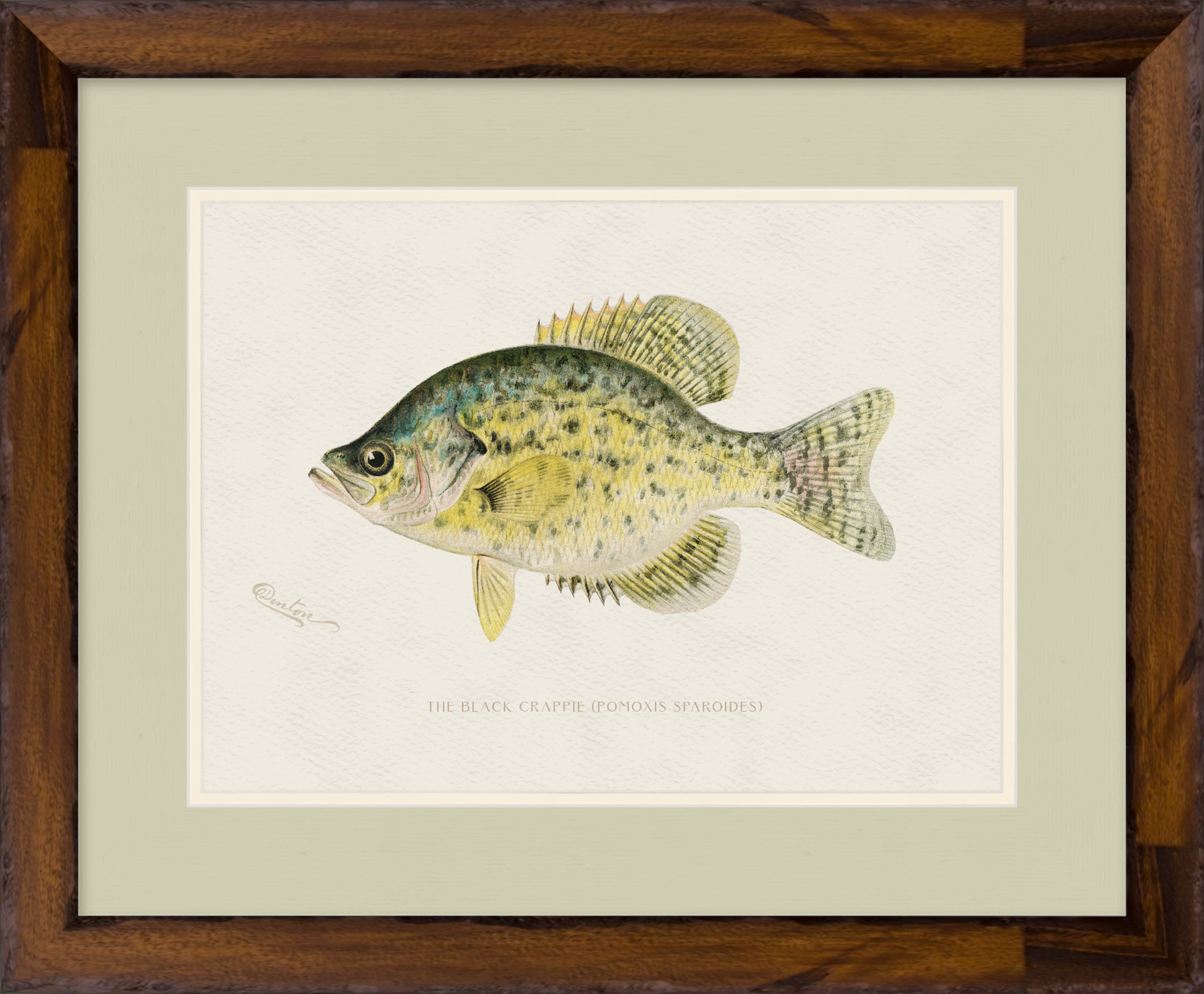 Freshwater Fish Illustrations - Black Crappie