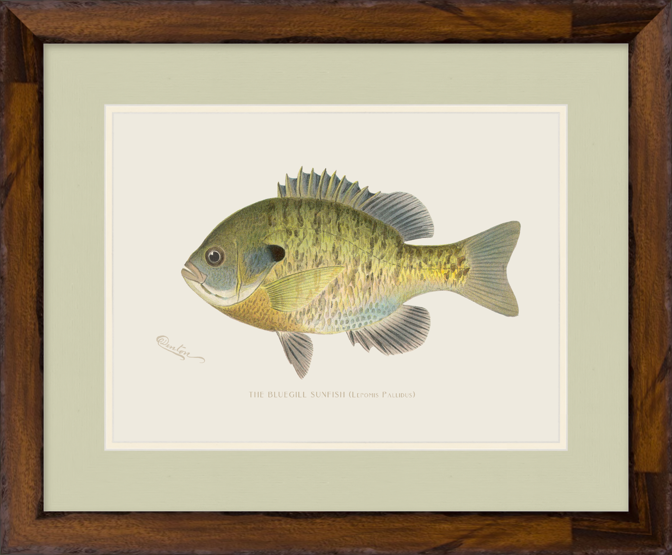 Freshwater Fish Illustrations - Bluegill Sunfish