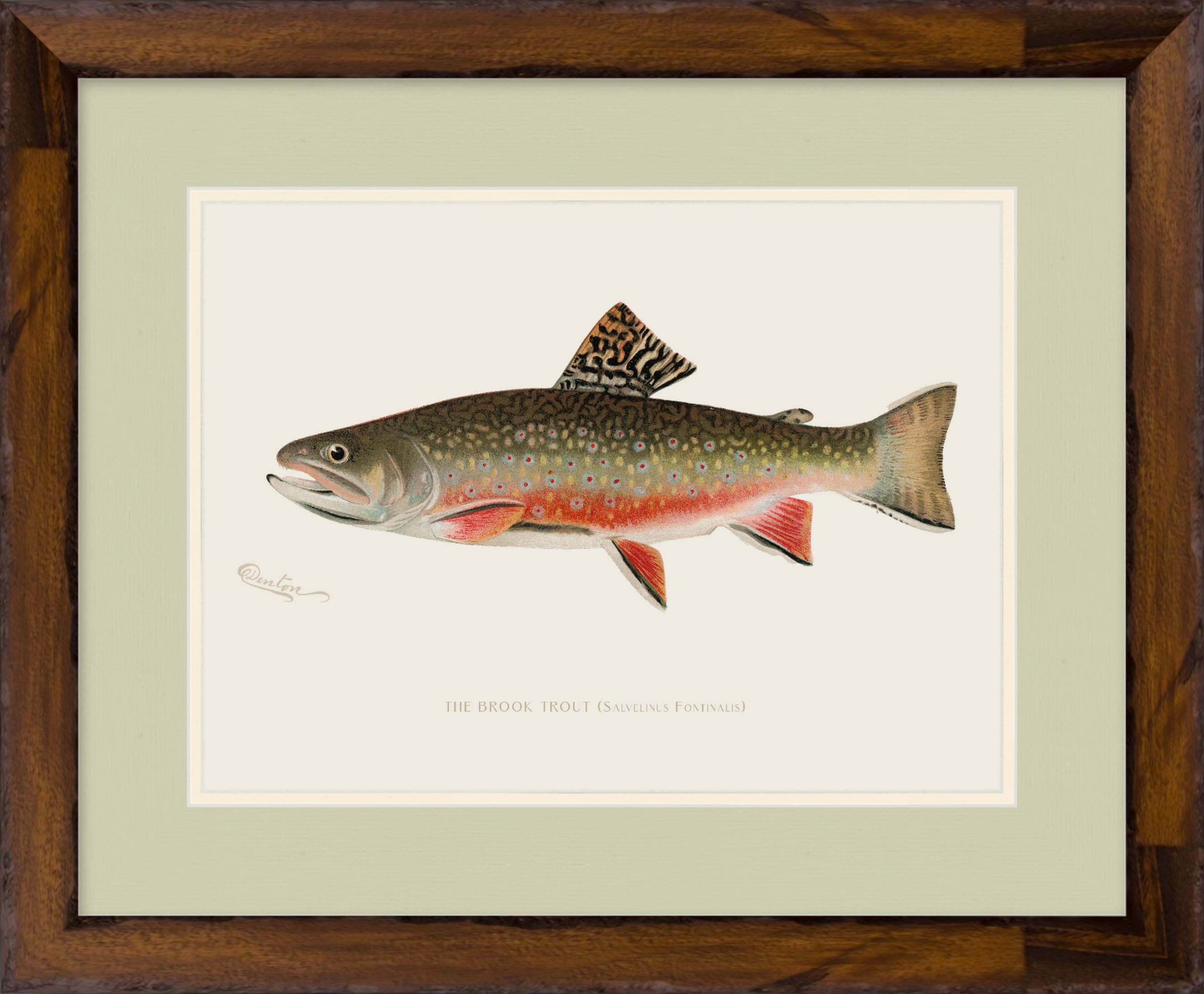 Freshwater Fish Illustrations - Brook Trout