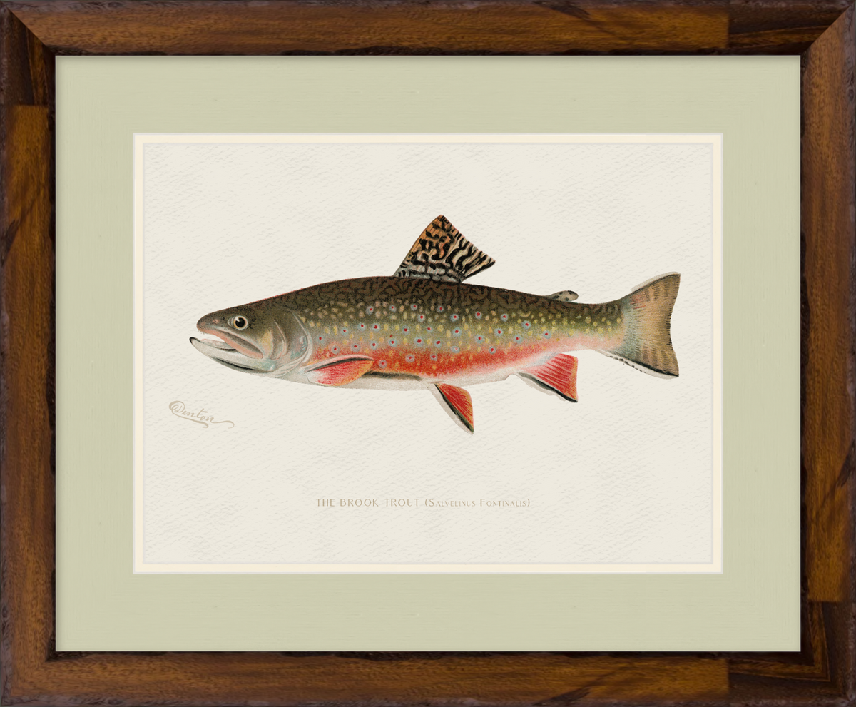 Freshwater Fish Illustrations - Brook Trout