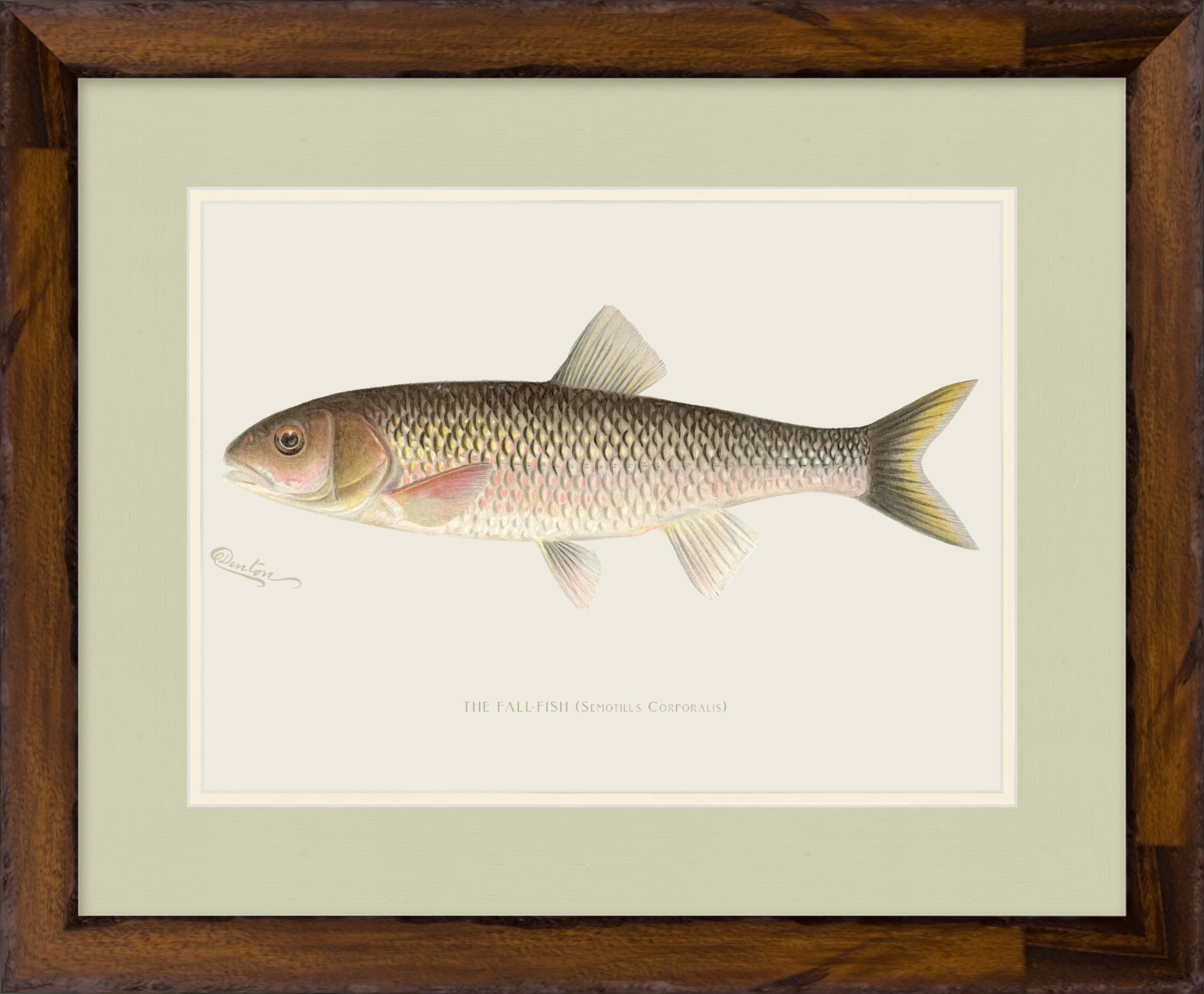 Freshwater Fish Illustrations - Fall Fish