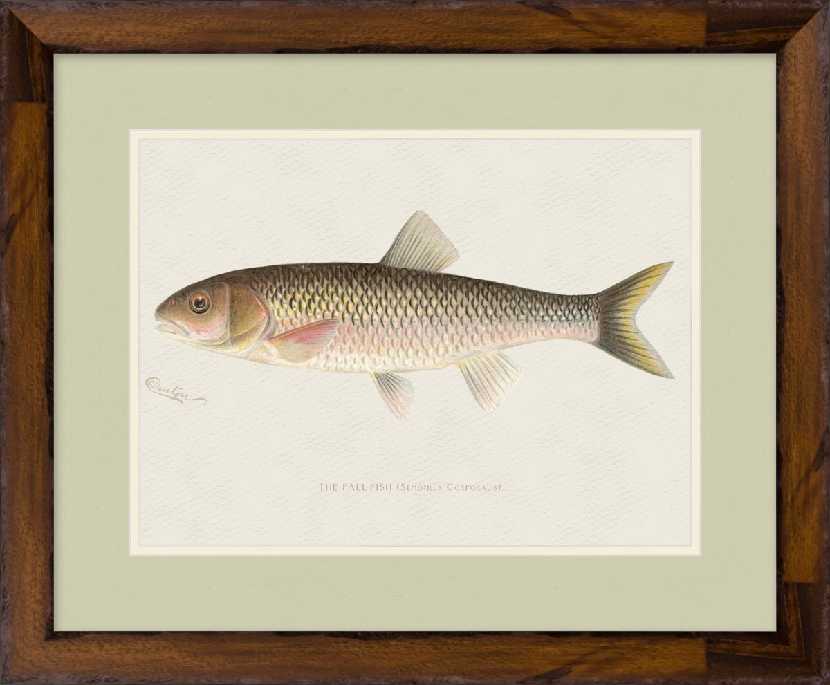 Freshwater Fish Illustrations - Fall Fish