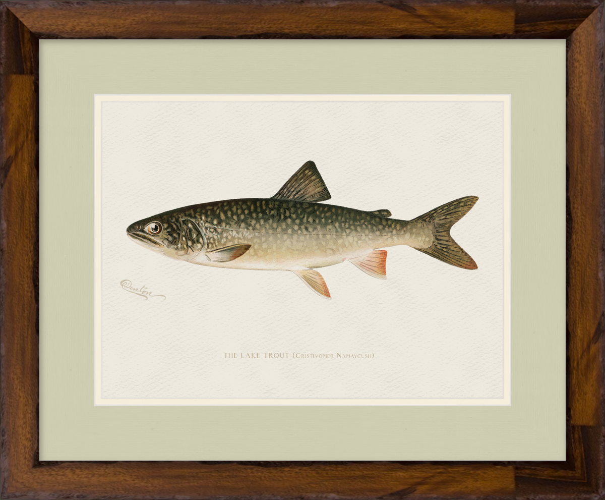 Freshwater Fish Illustrations - Lake Trout