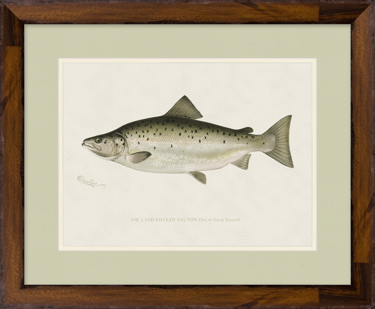 Freshwater Fish Illustrations - Landlocked Salmon