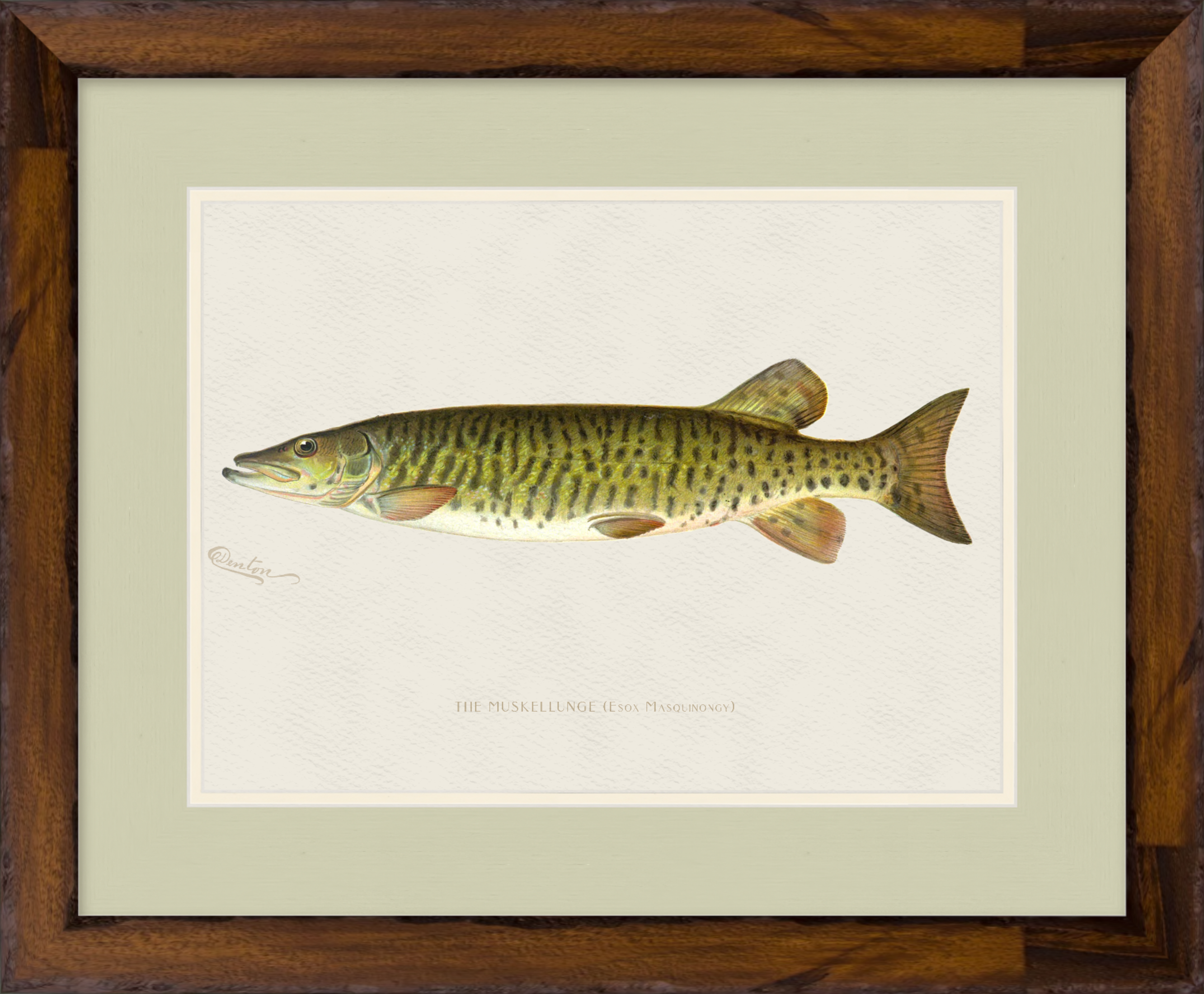 Freshwater Fish Illustrations - Muskellunge