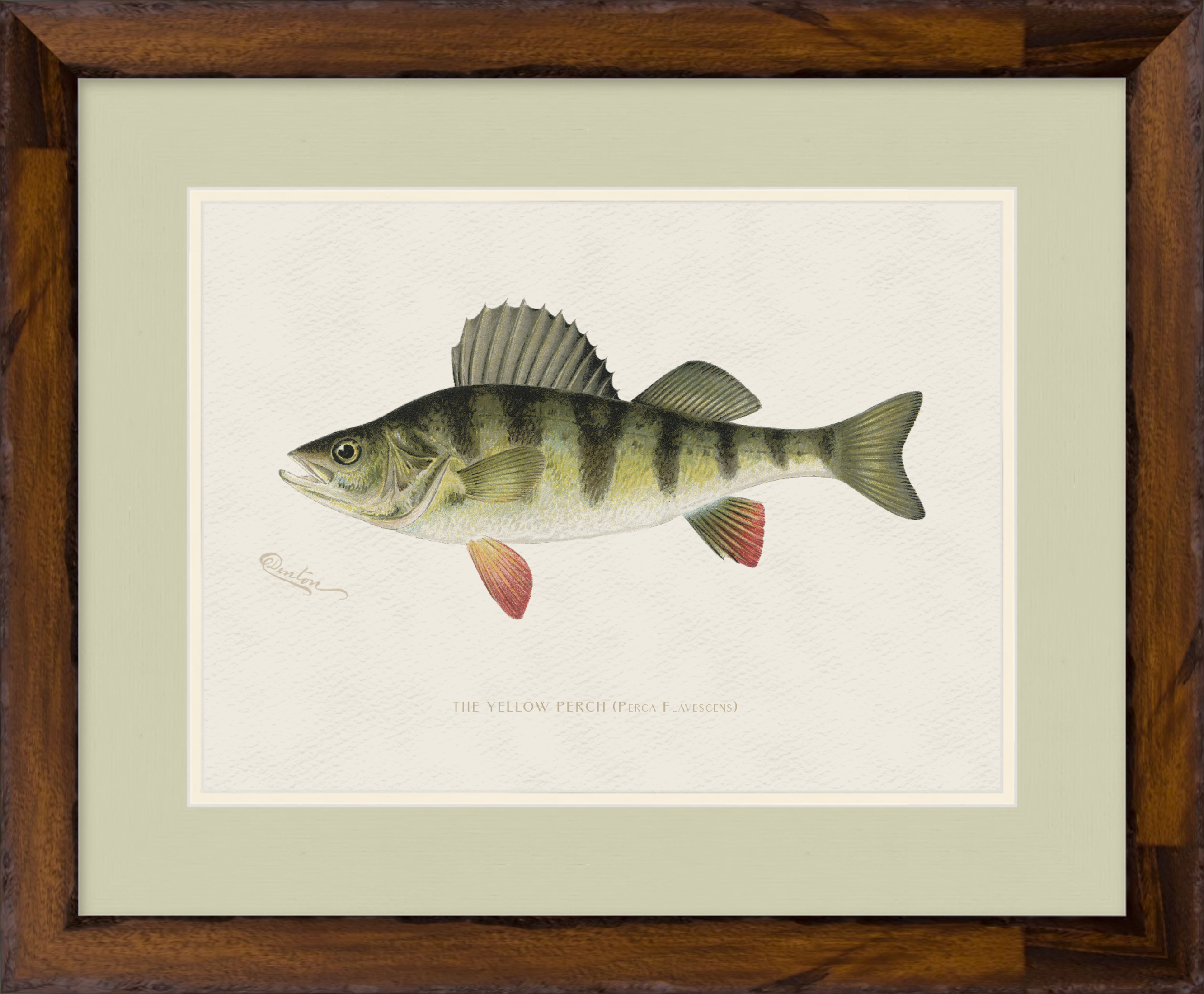 Freshwater Fish Illustrations - Yellow Perch