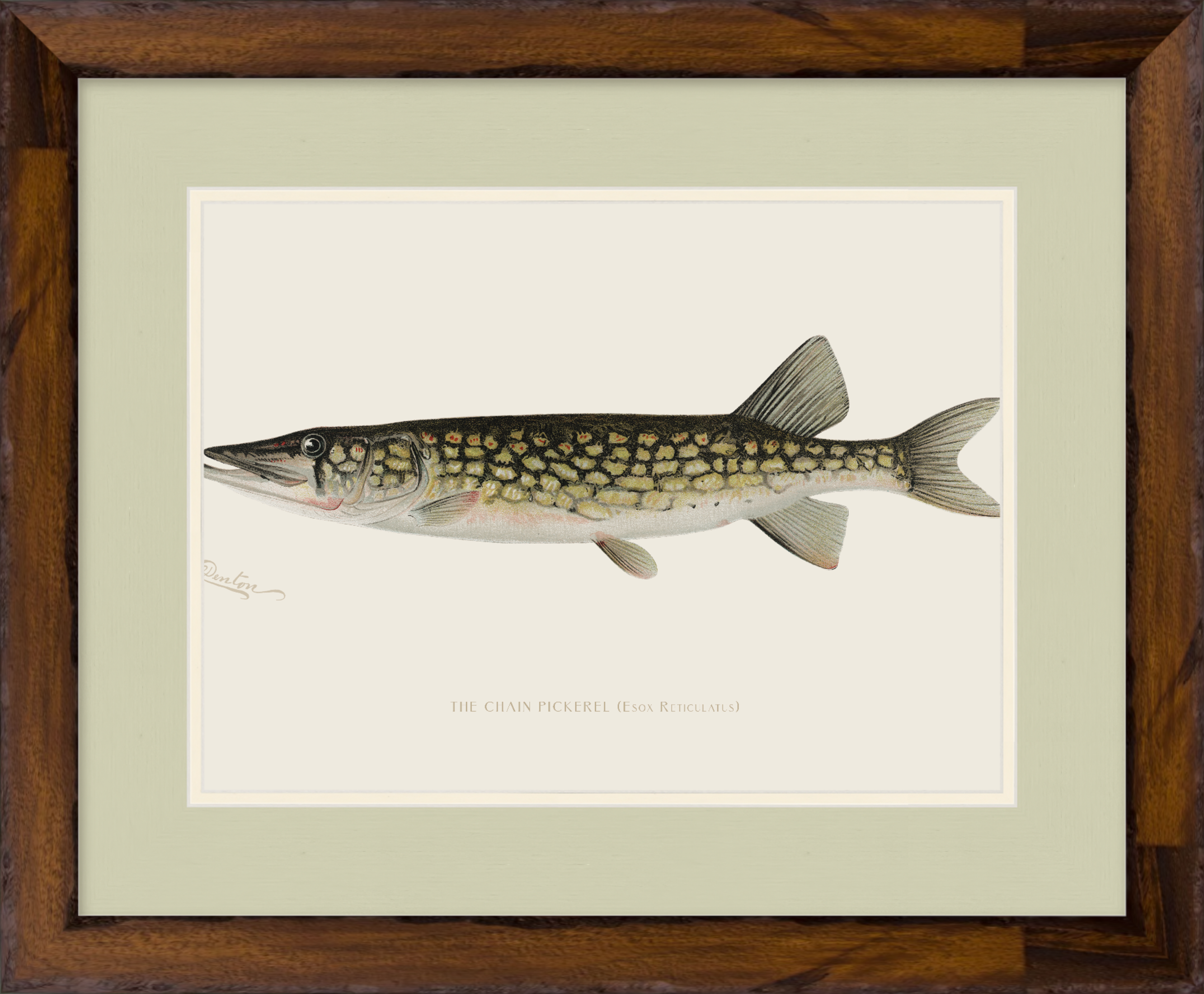 Freshwater Fish Illustrations - Pickerel