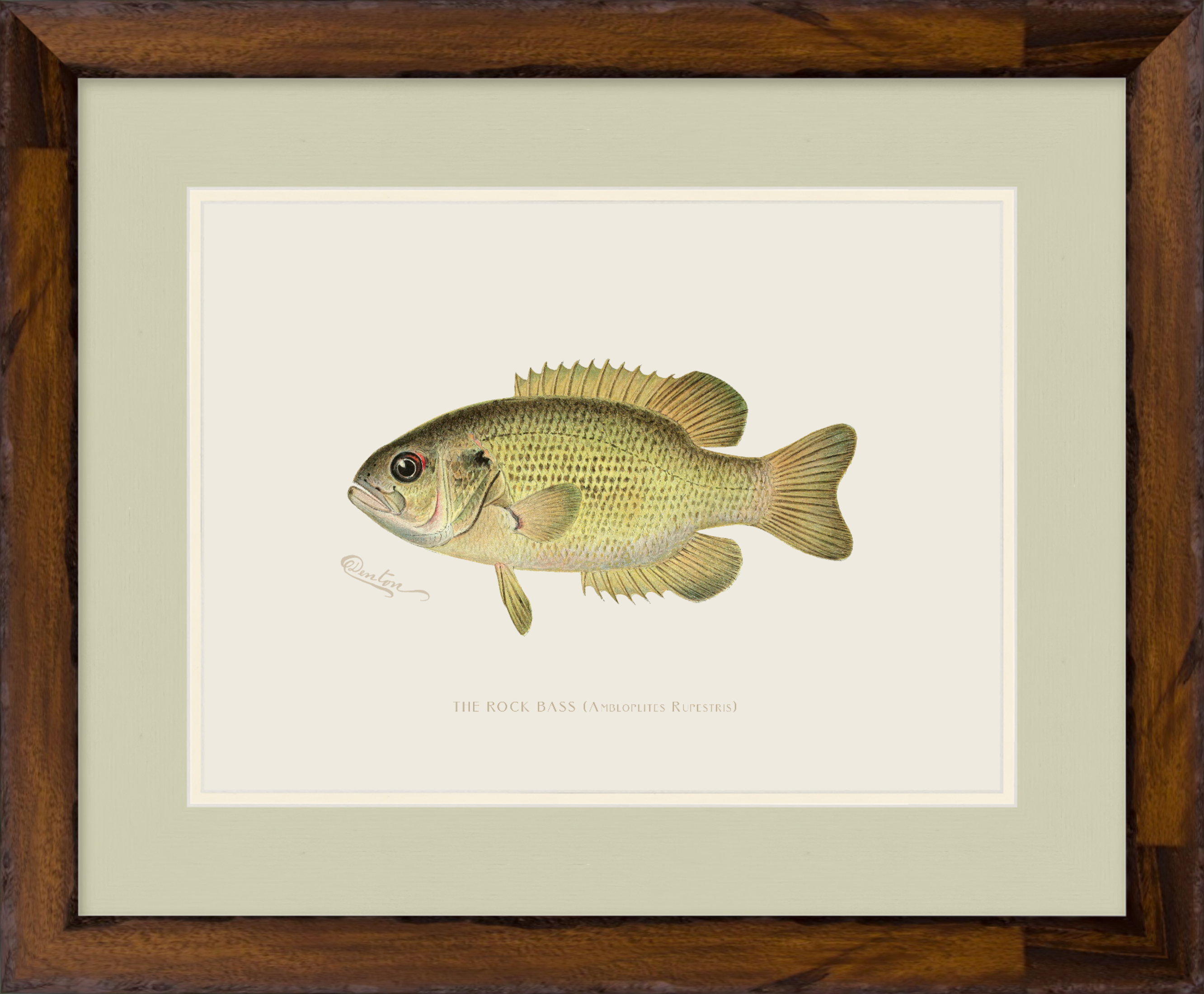 Freshwater Fish Illustrations - Rock Bass