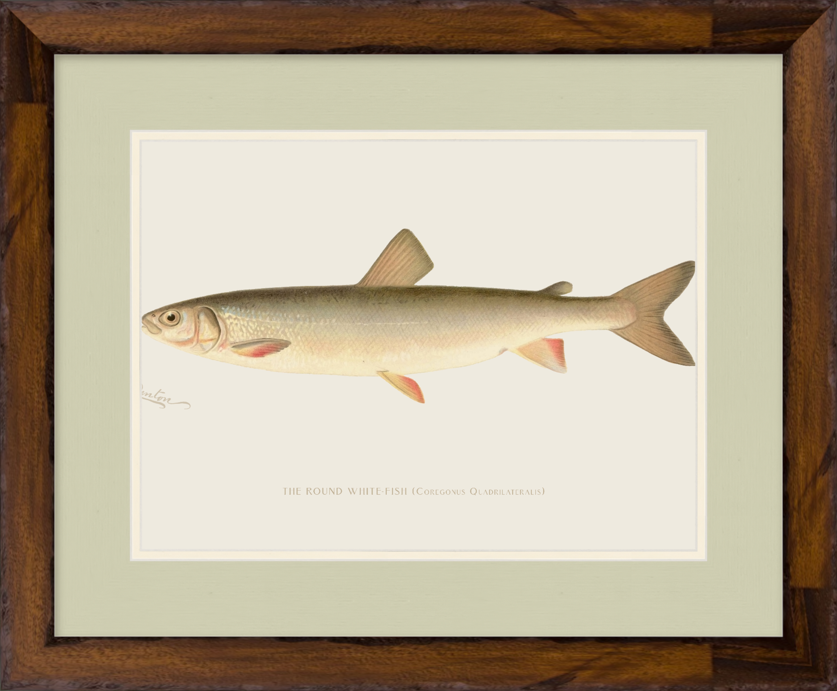 Freshwater Fish Illustrations - Round White Fish