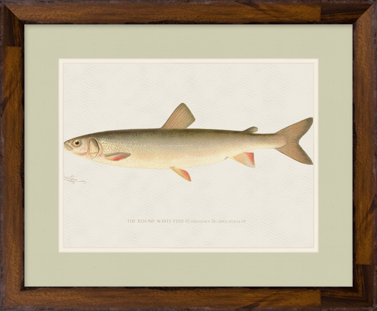 Freshwater Fish Illustrations - Round White Fish