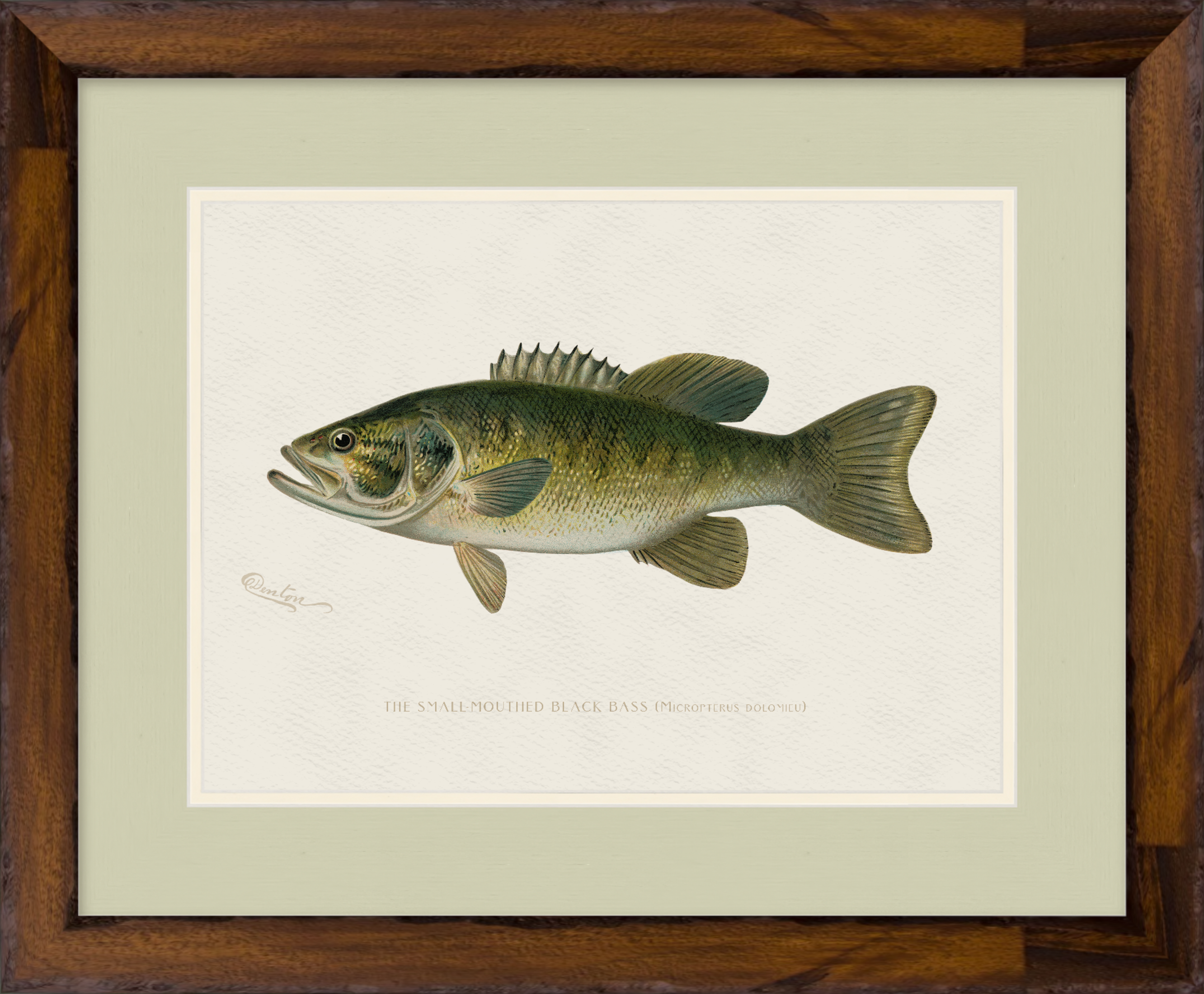 Freshwater Fish Illustrations - Small-Mouthed Bass