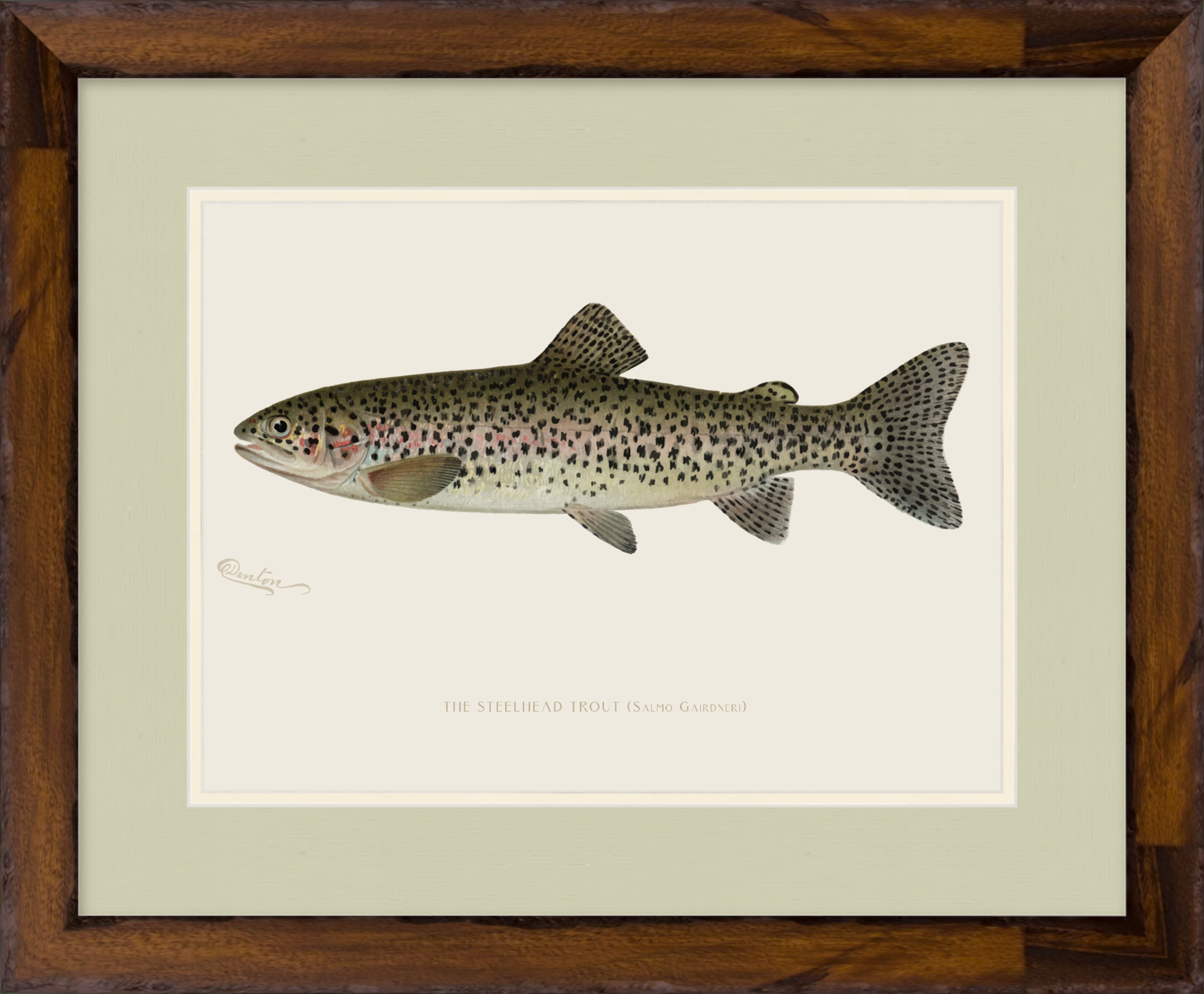 Freshwater Fish Illustrations - Steelhead Trout