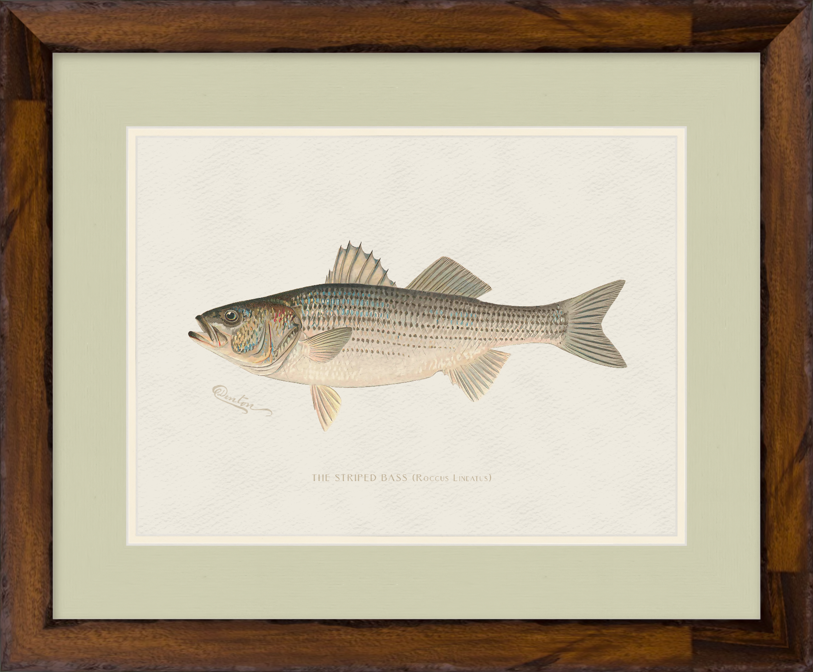Freshwater Fish Illustrations - Striped Bass