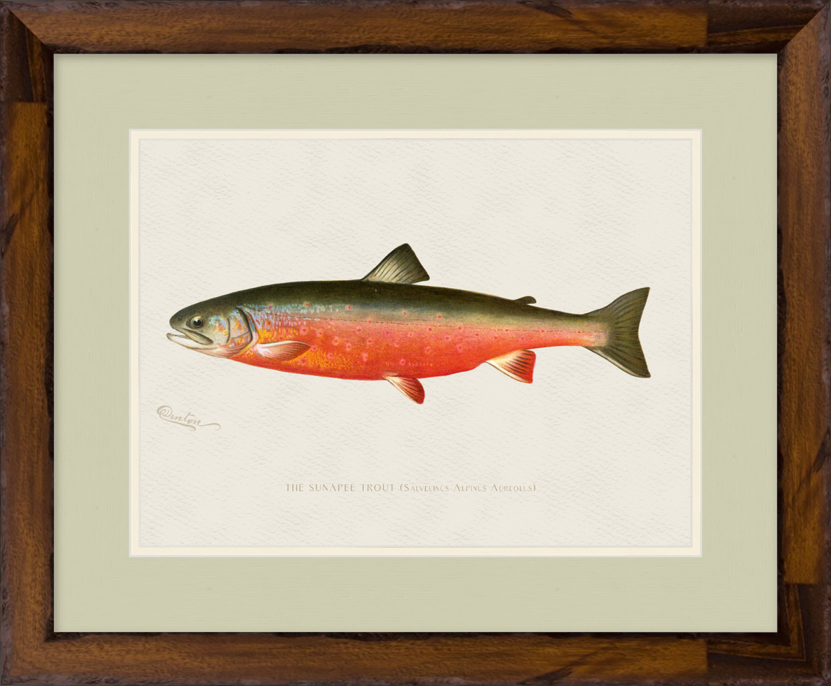 Freshwater Fish Illustrations - Sunapee Trout