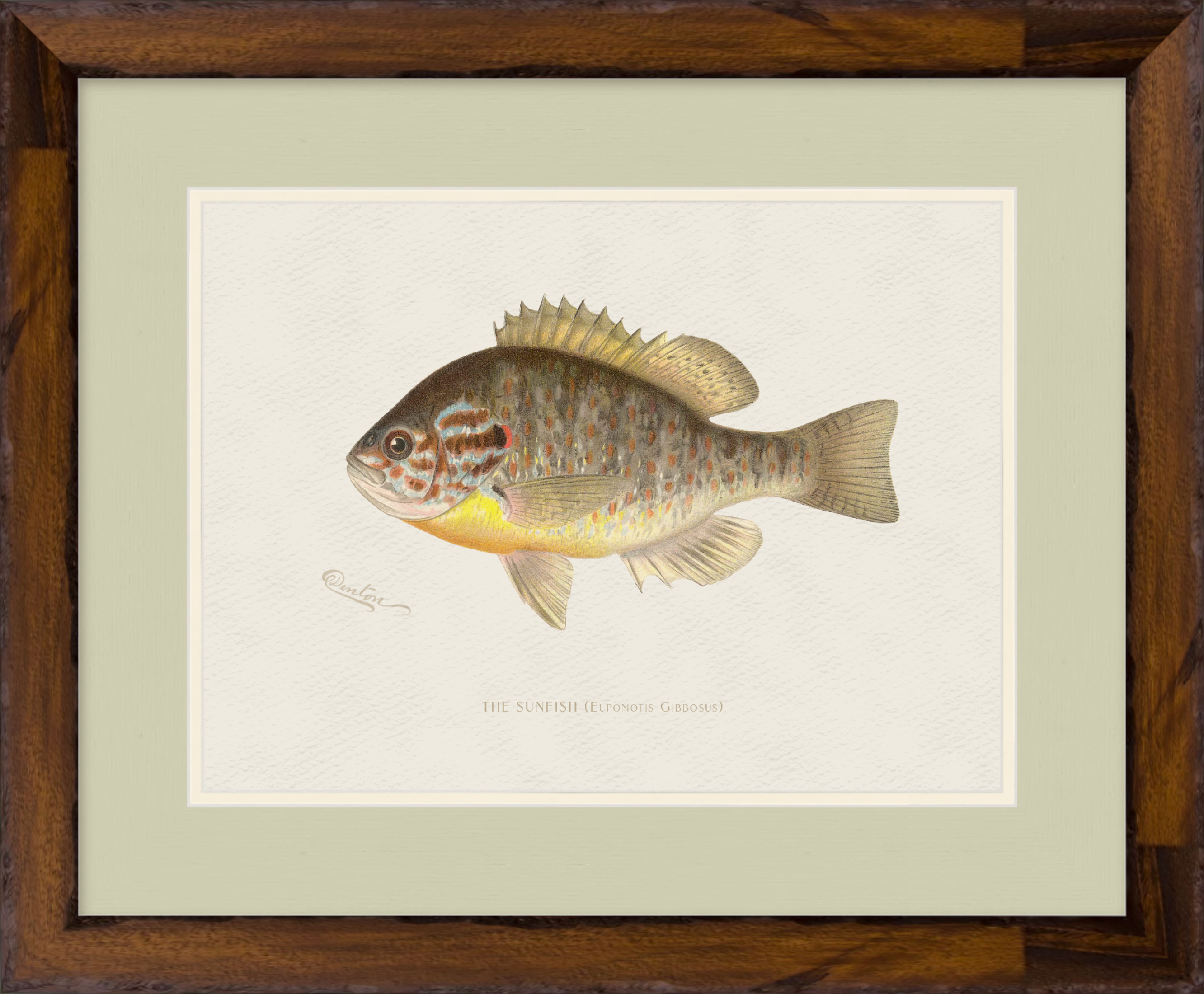 Freshwater Fish Illustrations - Sunfish